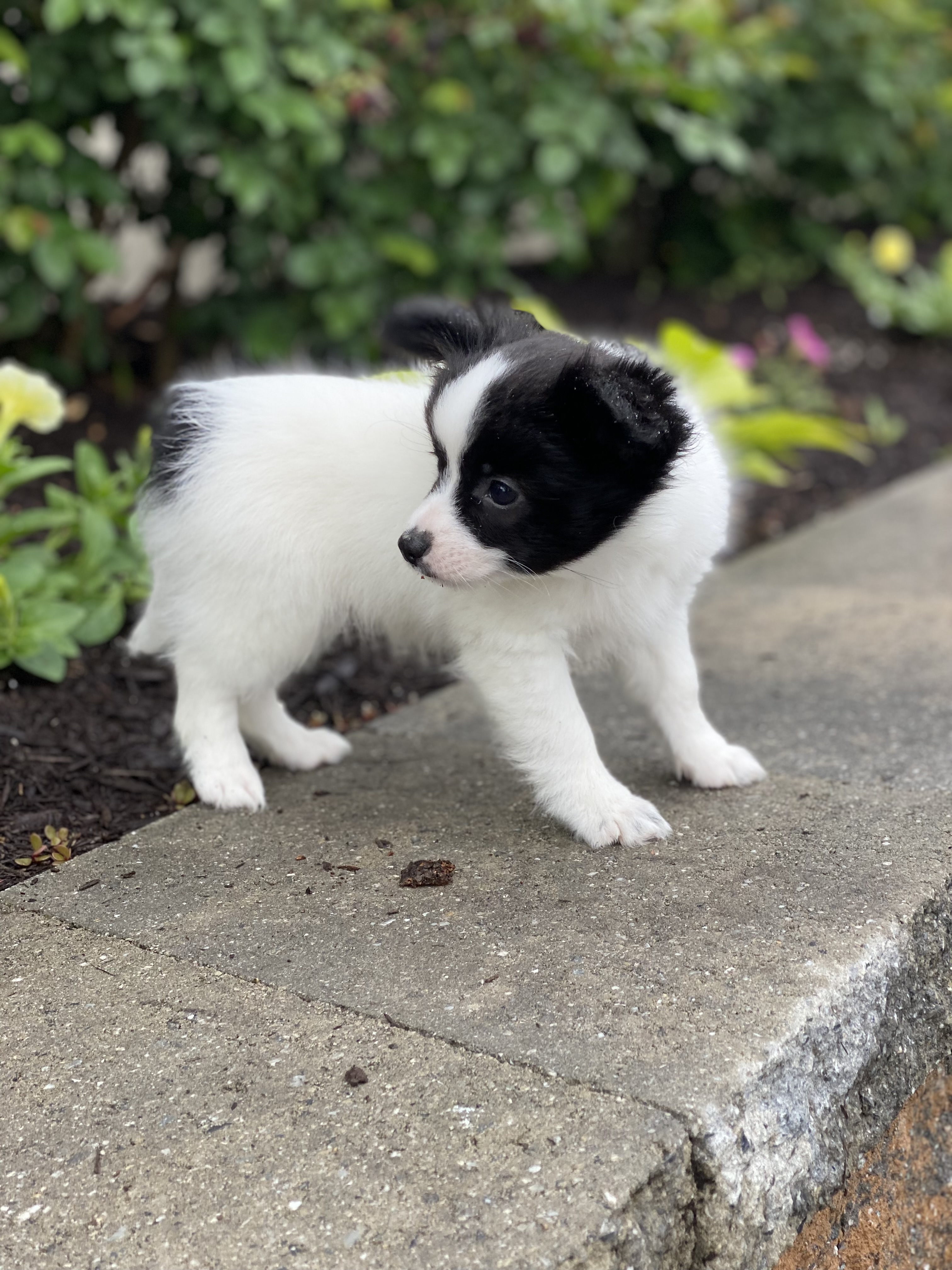 puppy, for, sale, Papillon, Curtis  Martin, dog, breeder, Seneca Falls, NY, dog-breeder, puppy-for-sale, forsale, nearby, find, puppyfind, locator, puppylocator, aca