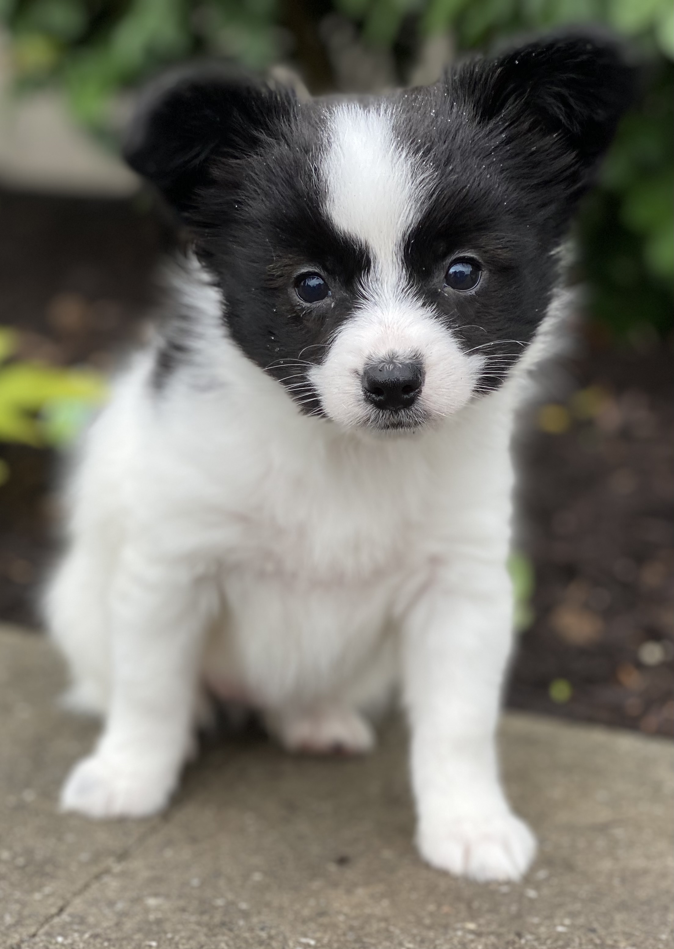 puppy, for, sale, Papillon, Curtis  Martin, dog, breeder, Seneca Falls, NY, dog-breeder, puppy-for-sale, forsale, nearby, find, puppyfind, locator, puppylocator, aca