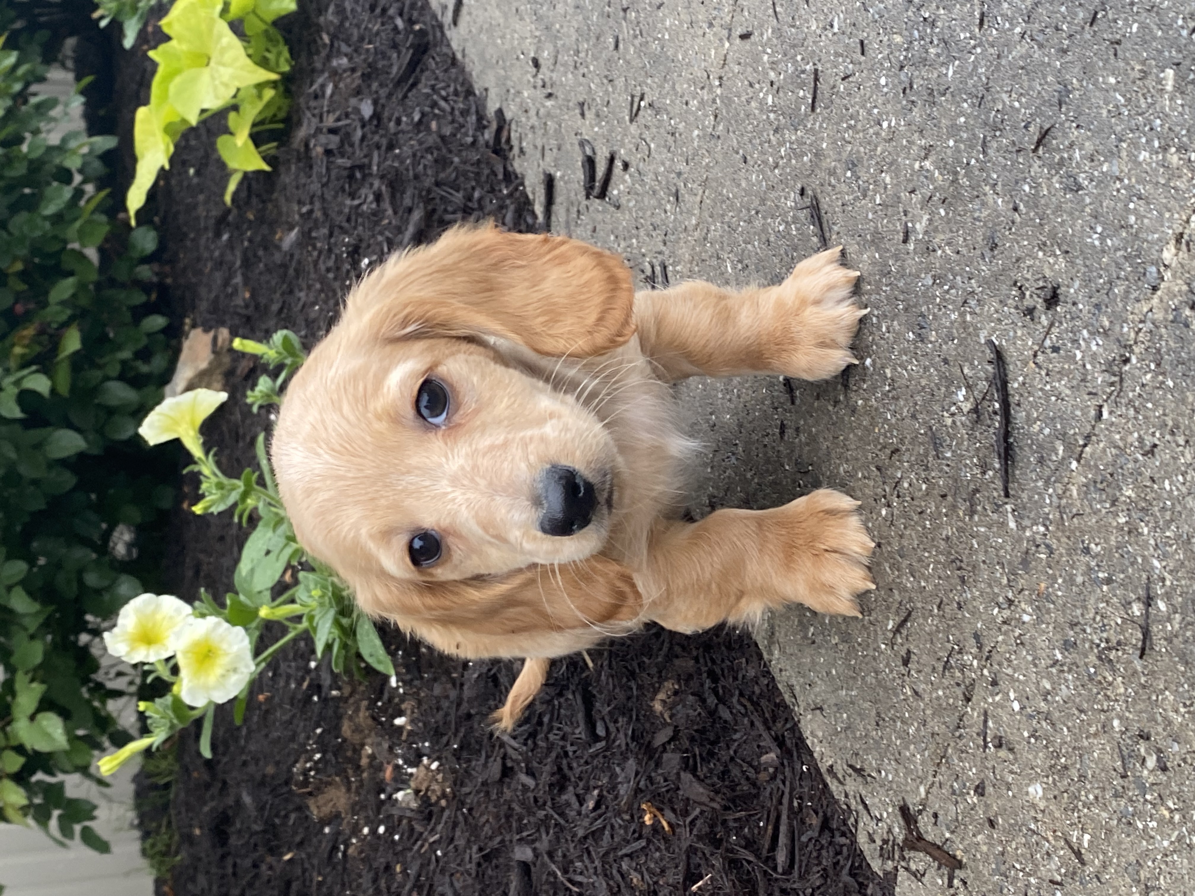 puppy, for, sale, Dachshund, Curtis  Martin, dog, breeder, Seneca Falls, NY, dog-breeder, puppy-for-sale, forsale, nearby, find, puppyfind, locator, puppylocator, aca