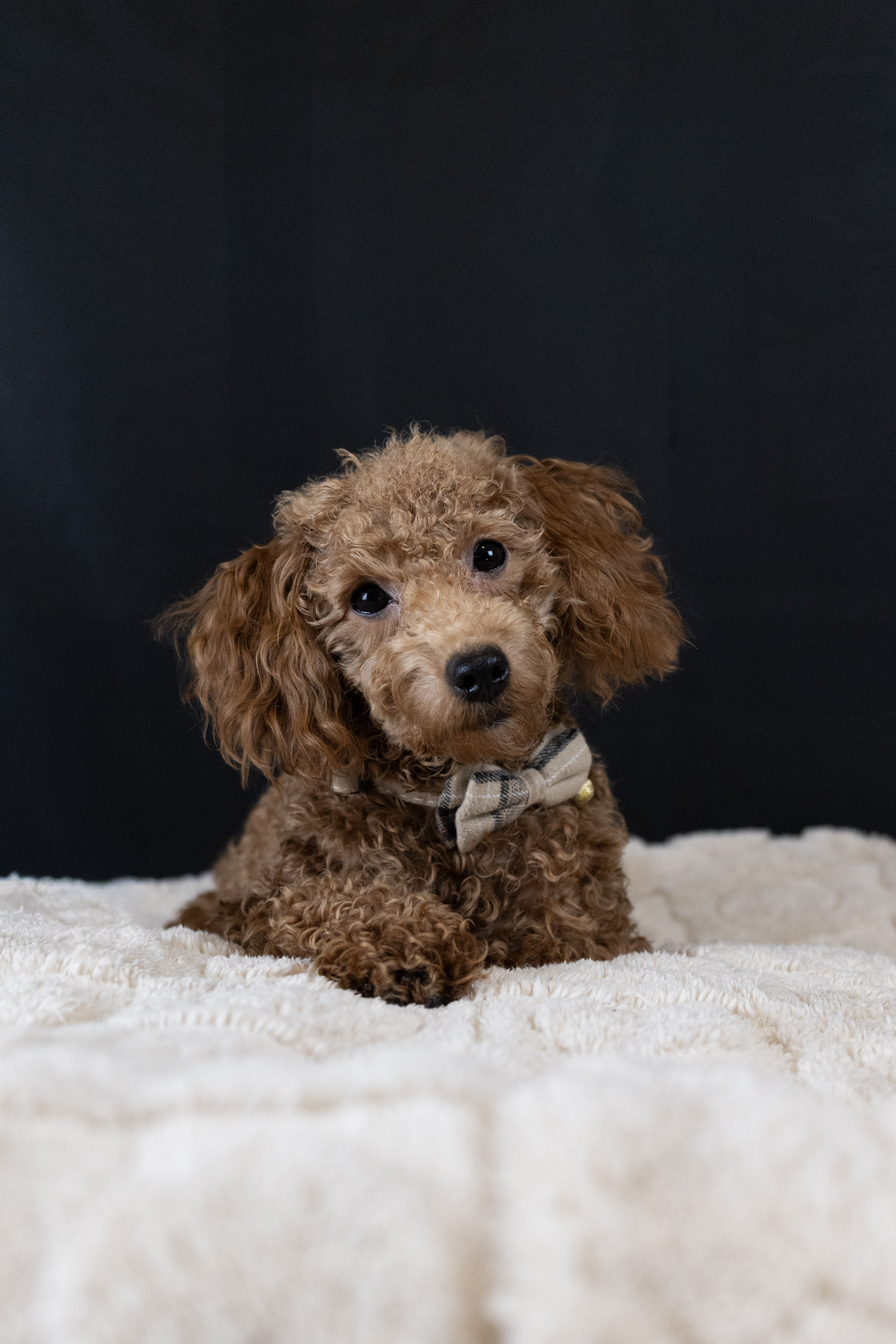 puppy, for, sale, Malti-Poos, Angel  Victor, dog, breeder, Brooklyn, NY, dog-breeder, puppy-for-sale, forsale, nearby, find, puppyfind, locator, puppylocator, aca