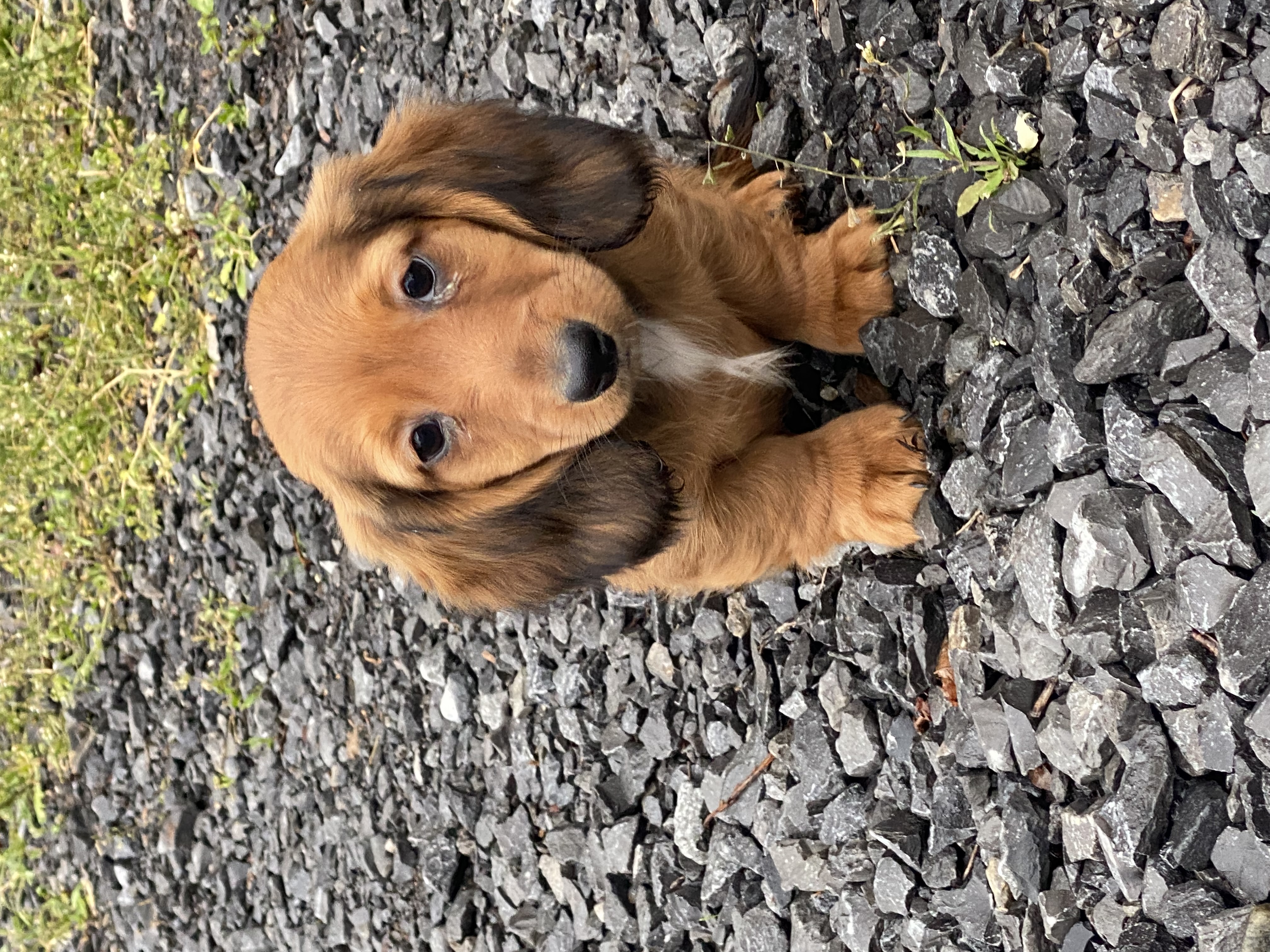 puppy, for, sale, Dachshund, Curtis  Martin, dog, breeder, Seneca Falls, NY, dog-breeder, puppy-for-sale, forsale, nearby, find, puppyfind, locator, puppylocator, aca