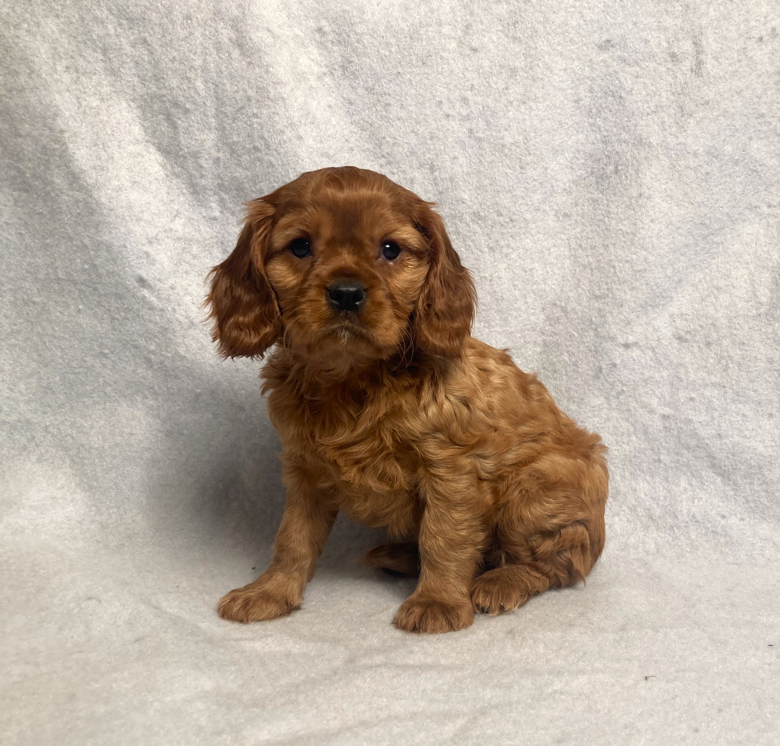 puppy, for, sale, Cavalier King Charles Spaniel,   Little Stream Estates LLC, dog, breeder, Lititz, PA, dog-breeder, puppy-for-sale, forsale, nearby, find, puppyfind, locator, puppylocator, aca
