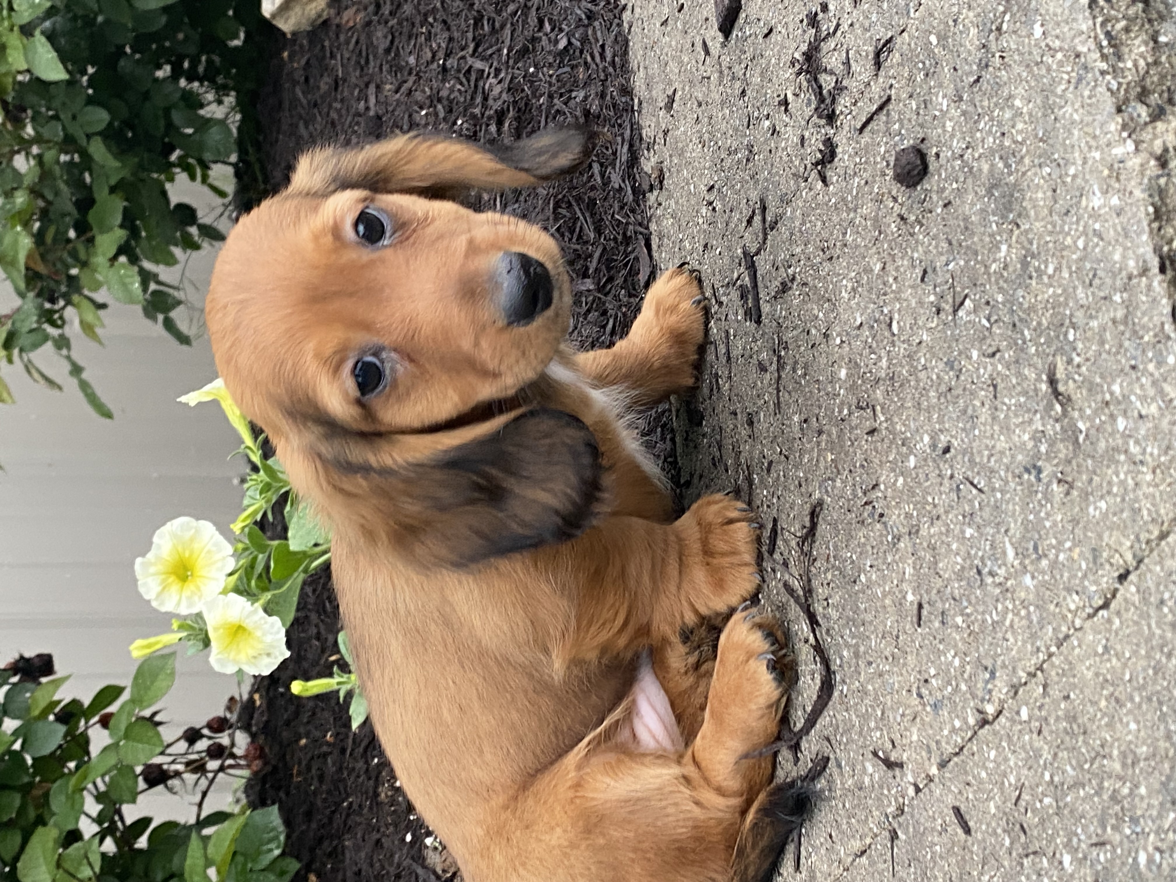 puppy, for, sale, Dachshund, Curtis  Martin, dog, breeder, Seneca Falls, NY, dog-breeder, puppy-for-sale, forsale, nearby, find, puppyfind, locator, puppylocator, aca