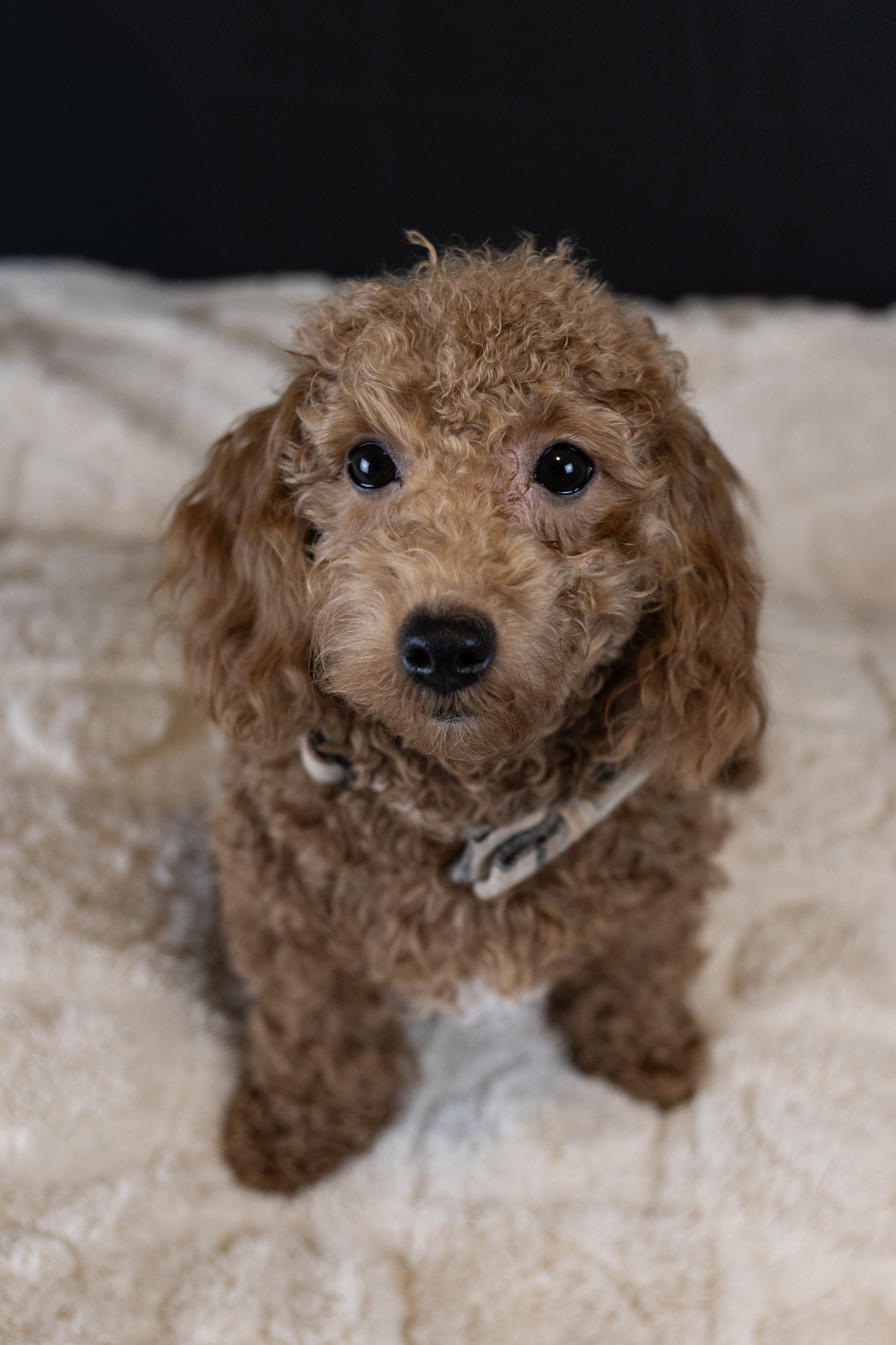 puppy, for, sale, Malti-Poos, Angel  Victor, dog, breeder, Brooklyn, NY, dog-breeder, puppy-for-sale, forsale, nearby, find, puppyfind, locator, puppylocator, aca