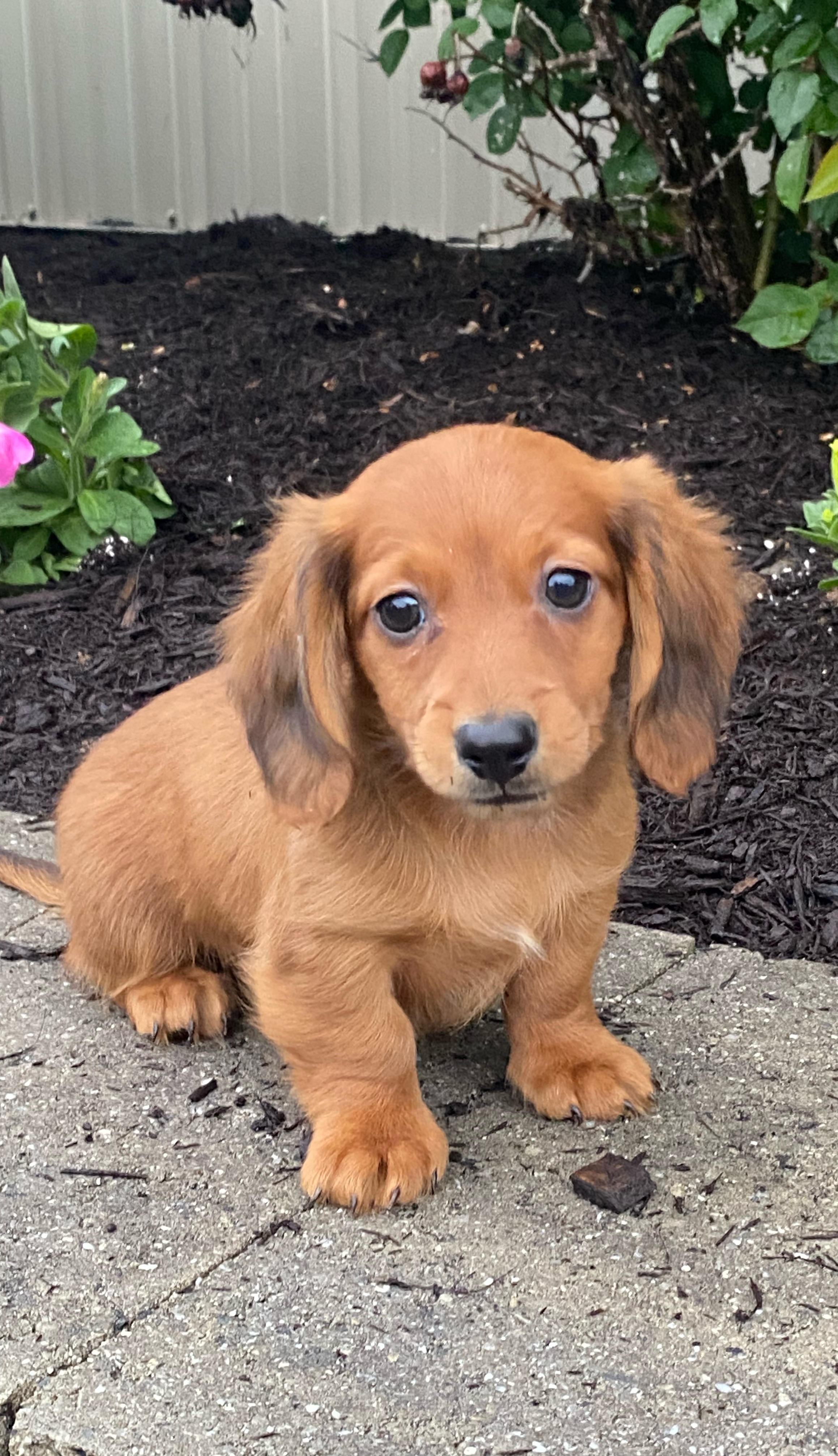 puppy, for, sale, Dachshund, Curtis  Martin, dog, breeder, Seneca Falls, NY, dog-breeder, puppy-for-sale, forsale, nearby, find, puppyfind, locator, puppylocator, aca