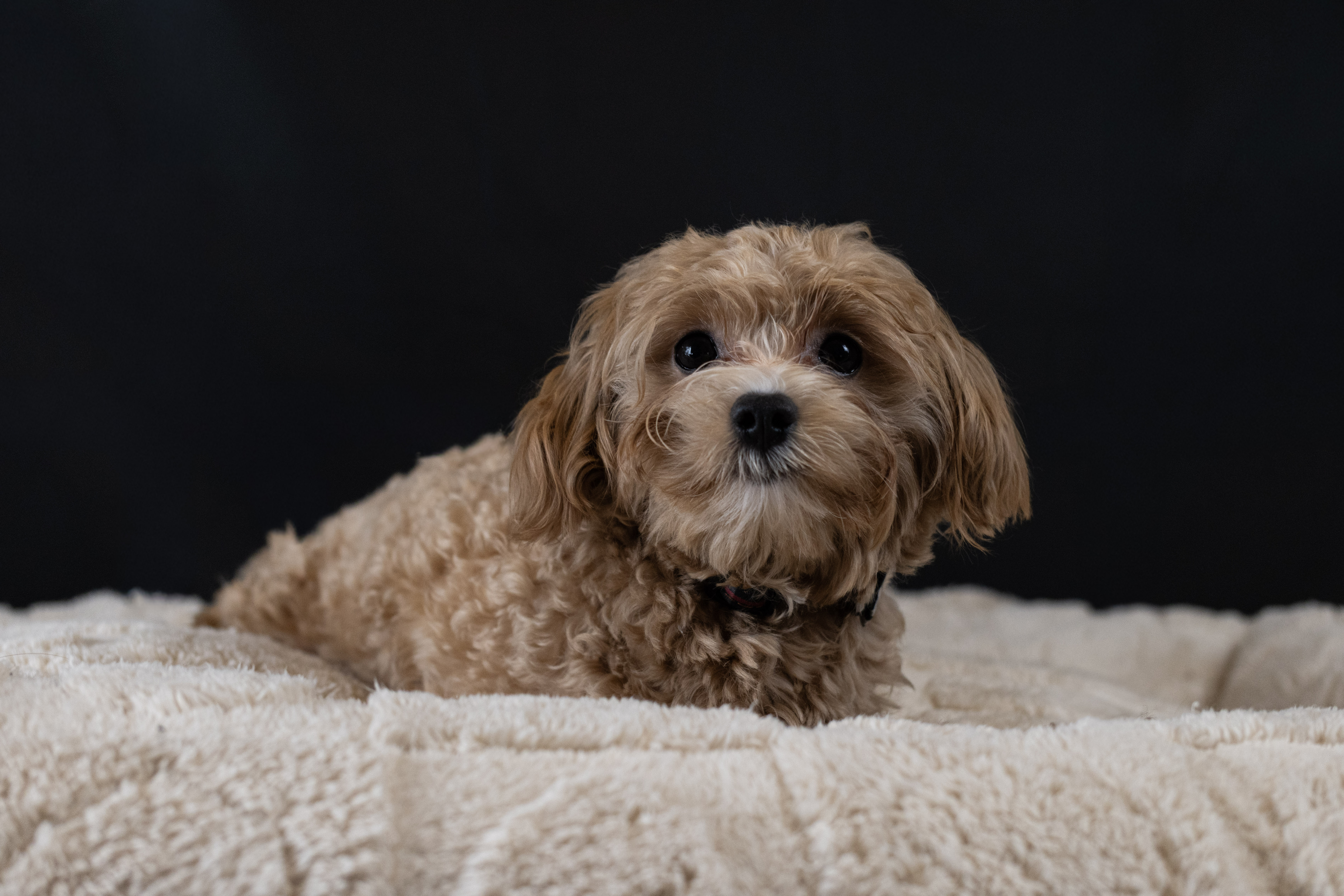 puppy, for, sale, Malti-Poos, Angel  Victor, dog, breeder, Brooklyn, NY, dog-breeder, puppy-for-sale, forsale, nearby, find, puppyfind, locator, puppylocator, aca