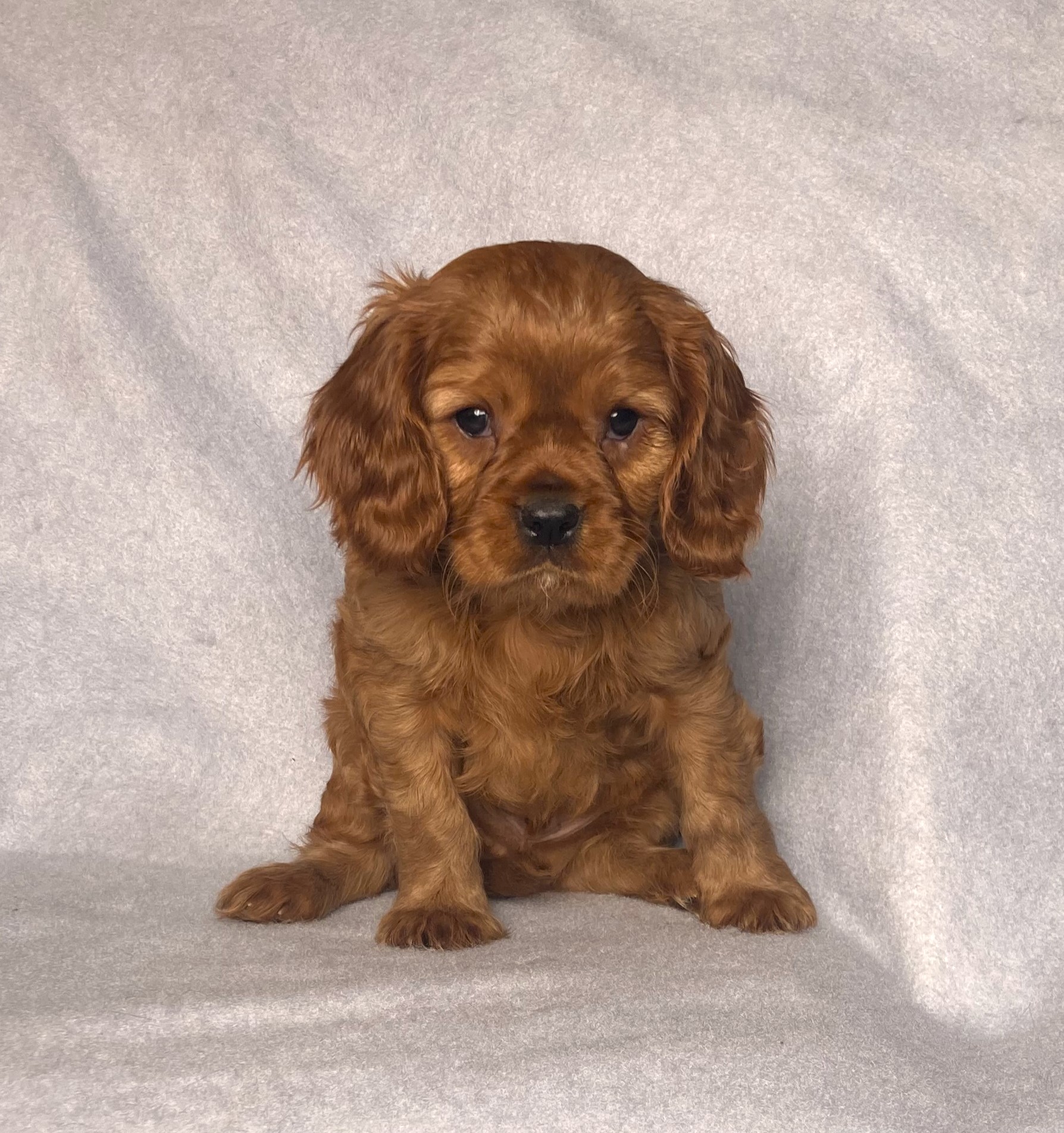 puppy, for, sale, Cavalier King Charles Spaniel,   Little Stream Estates LLC, dog, breeder, Lititz, PA, dog-breeder, puppy-for-sale, forsale, nearby, find, puppyfind, locator, puppylocator, aca