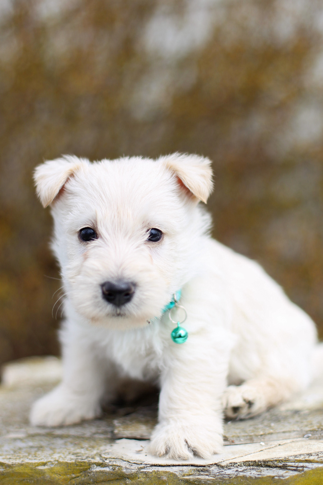 puppy, for, sale, Scottish Terrier, Kerek & Marisa  Martin, dog, breeder, Mount Joy, PA, dog-breeder, puppy-for-sale, forsale, nearby, find, puppyfind, locator, puppylocator, aca