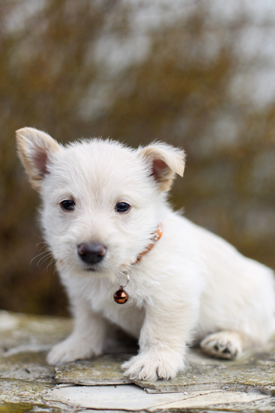 puppy, for, sale, Scottish Terrier, Kerek & Marisa  Martin, dog, breeder, Mount Joy, PA, dog-breeder, puppy-for-sale, forsale, nearby, find, puppyfind, locator, puppylocator, aca