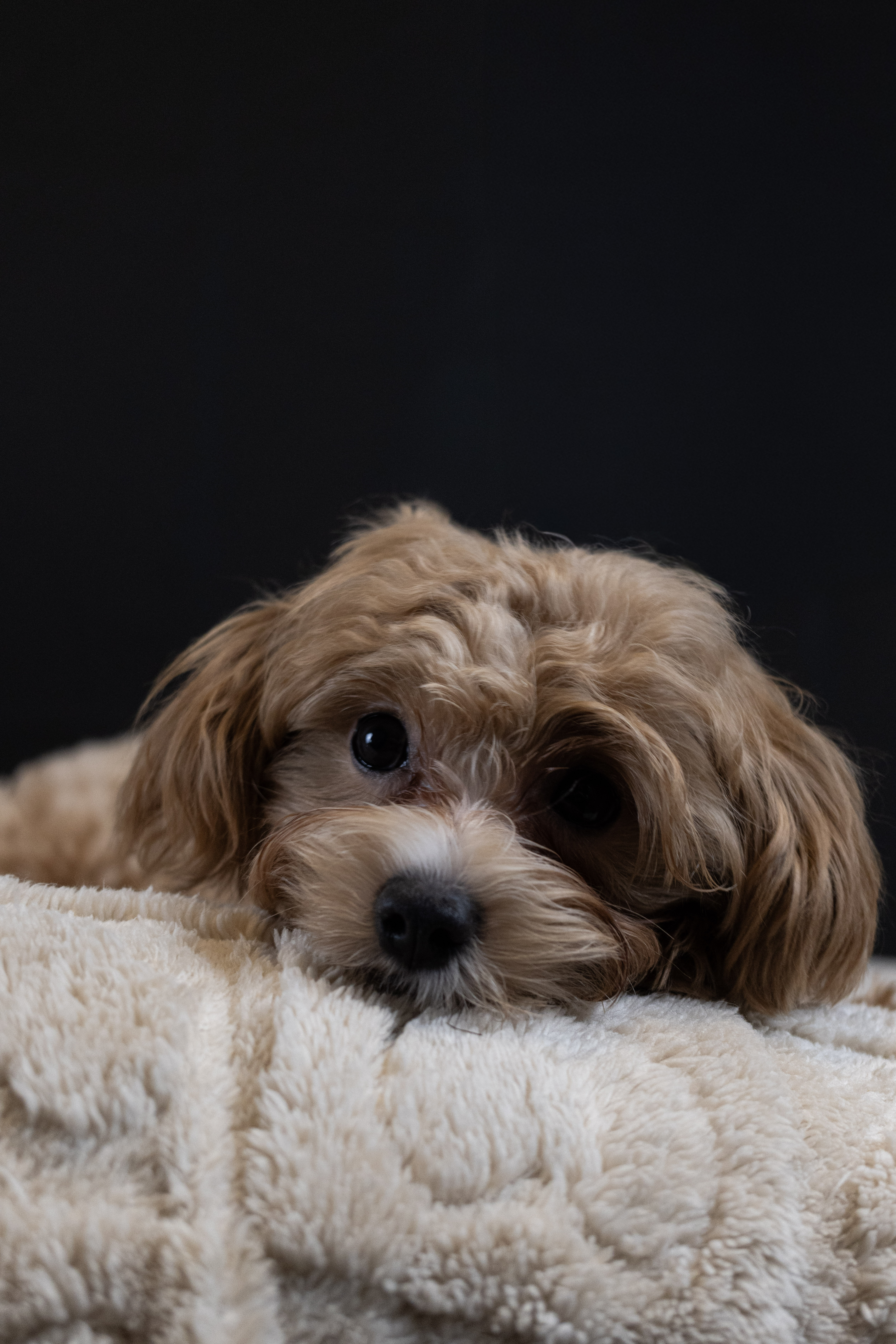 puppy, for, sale, Malti-Poos, Angel  Victor, dog, breeder, Brooklyn, NY, dog-breeder, puppy-for-sale, forsale, nearby, find, puppyfind, locator, puppylocator, aca