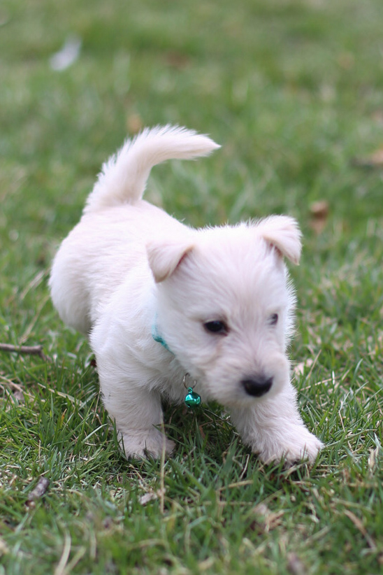 puppy, for, sale, Scottish Terrier, Kerek & Marisa  Martin, dog, breeder, Mount Joy, PA, dog-breeder, puppy-for-sale, forsale, nearby, find, puppyfind, locator, puppylocator, aca
