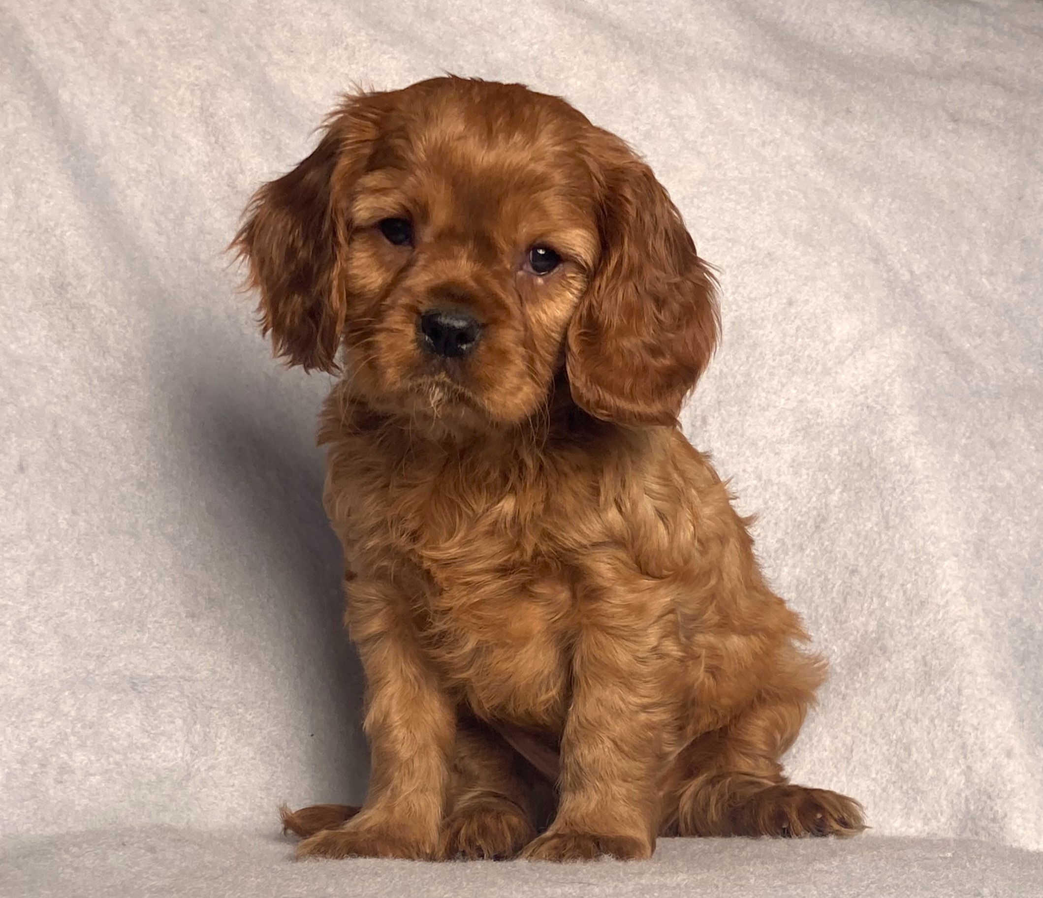 puppy, for, sale, Cavalier King Charles Spaniel,   Little Stream Estates LLC, dog, breeder, Lititz, PA, dog-breeder, puppy-for-sale, forsale, nearby, find, puppyfind, locator, puppylocator, aca