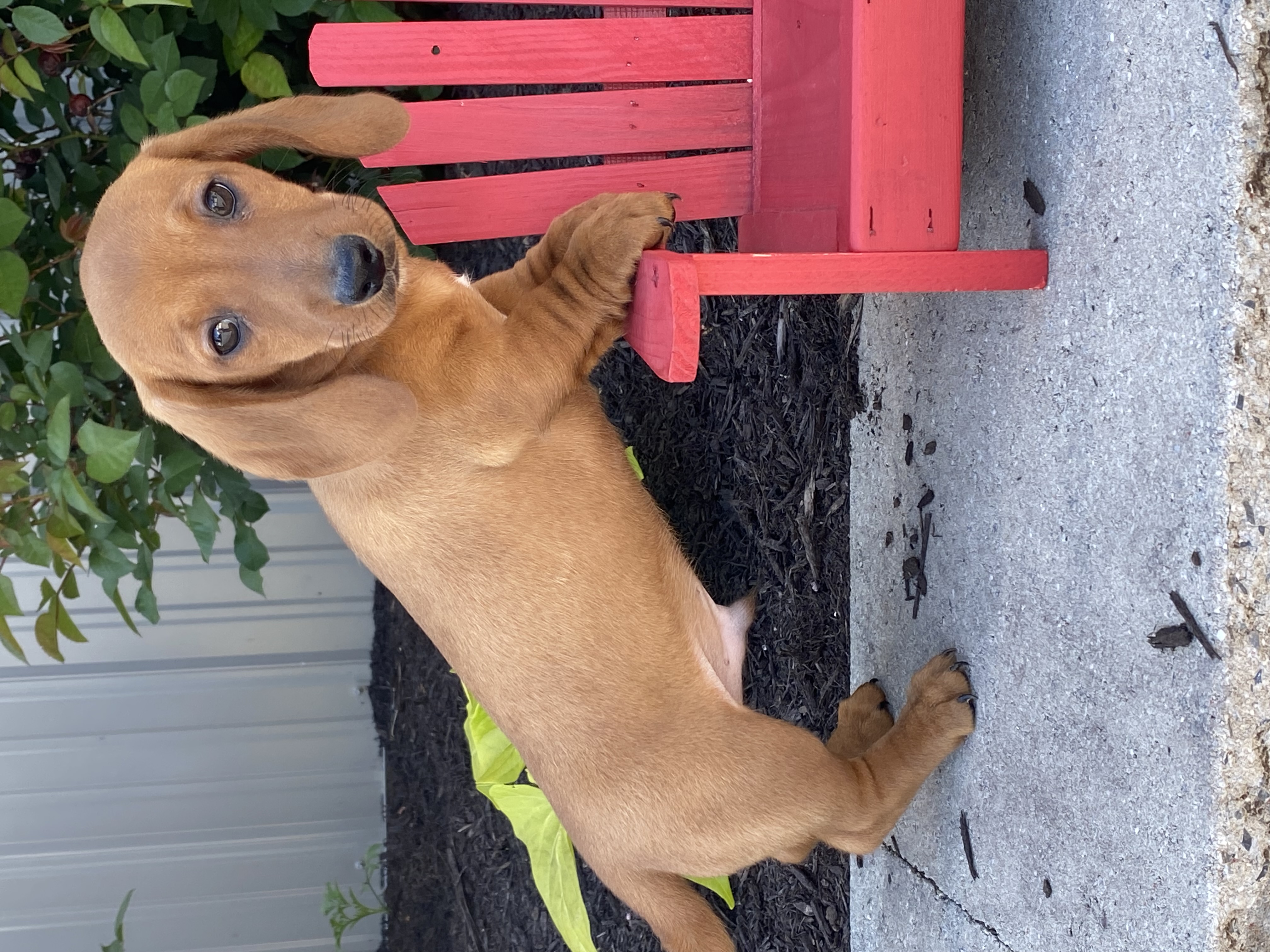 puppy, for, sale, Dachshund, Curtis  Martin, dog, breeder, Seneca Falls, NY, dog-breeder, puppy-for-sale, forsale, nearby, find, puppyfind, locator, puppylocator, aca