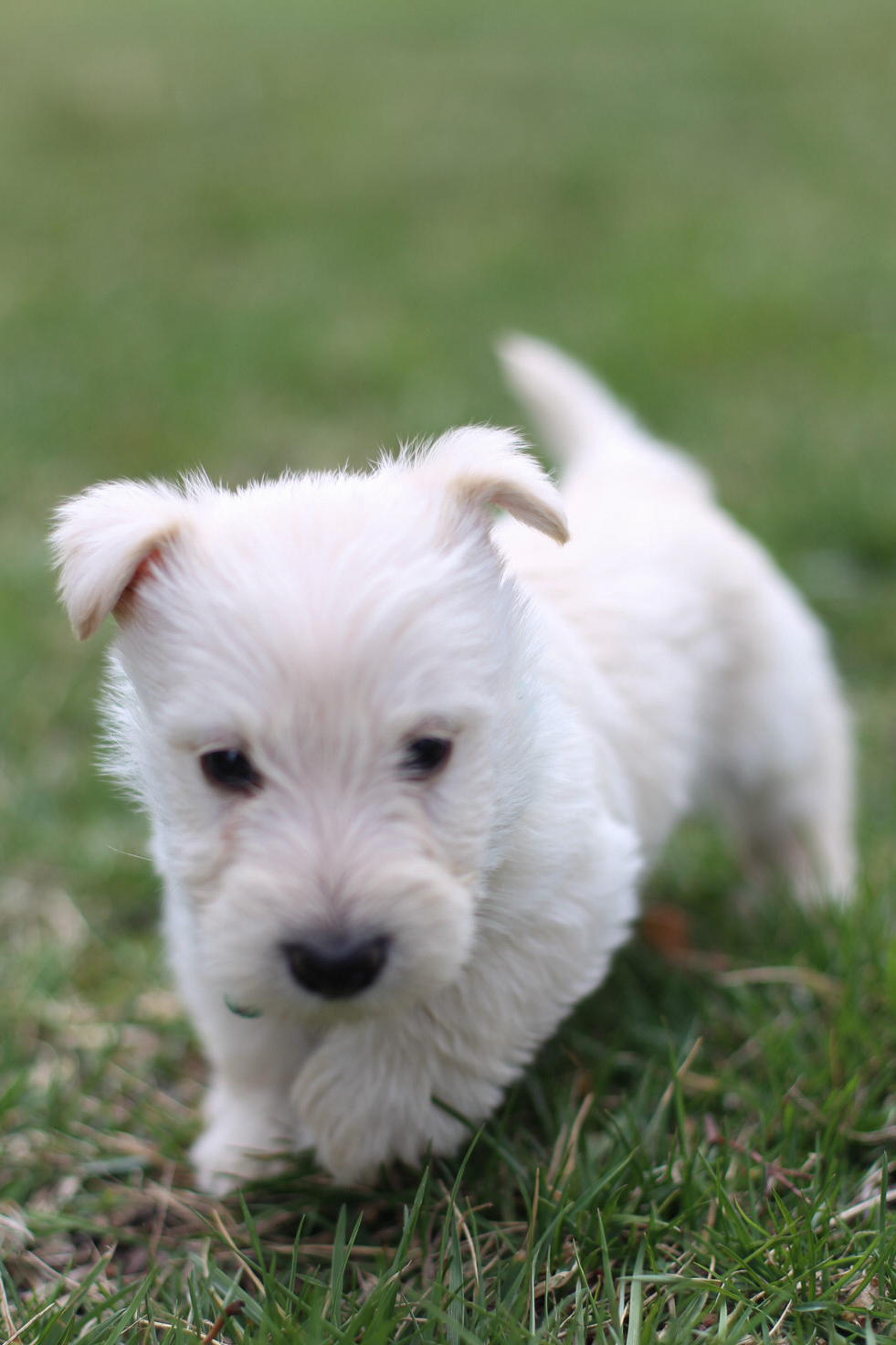 puppy, for, sale, Scottish Terrier, Kerek & Marisa  Martin, dog, breeder, Mount Joy, PA, dog-breeder, puppy-for-sale, forsale, nearby, find, puppyfind, locator, puppylocator, aca