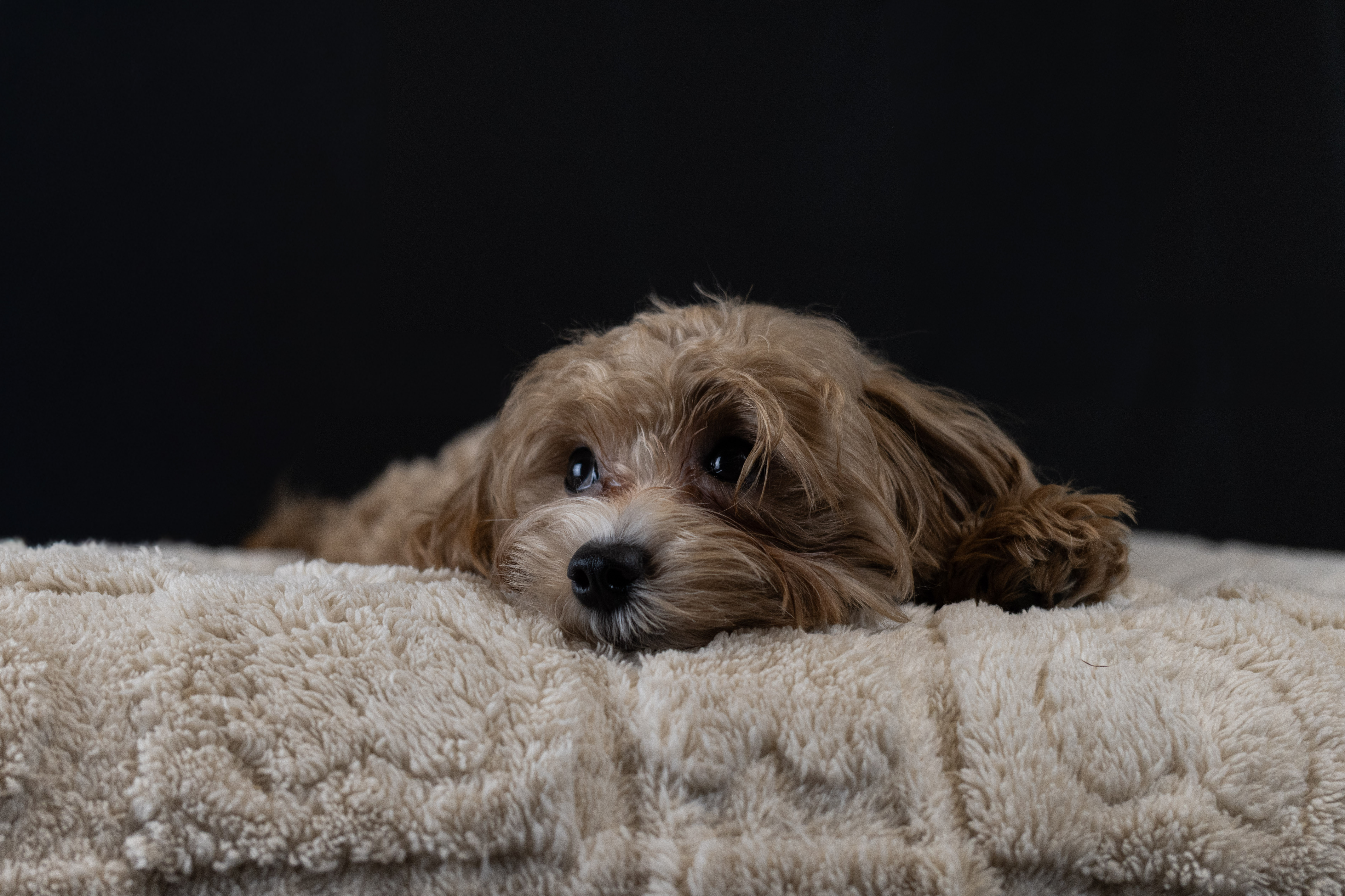 puppy, for, sale, Malti-Poos, Angel  Victor, dog, breeder, Brooklyn, NY, dog-breeder, puppy-for-sale, forsale, nearby, find, puppyfind, locator, puppylocator, aca