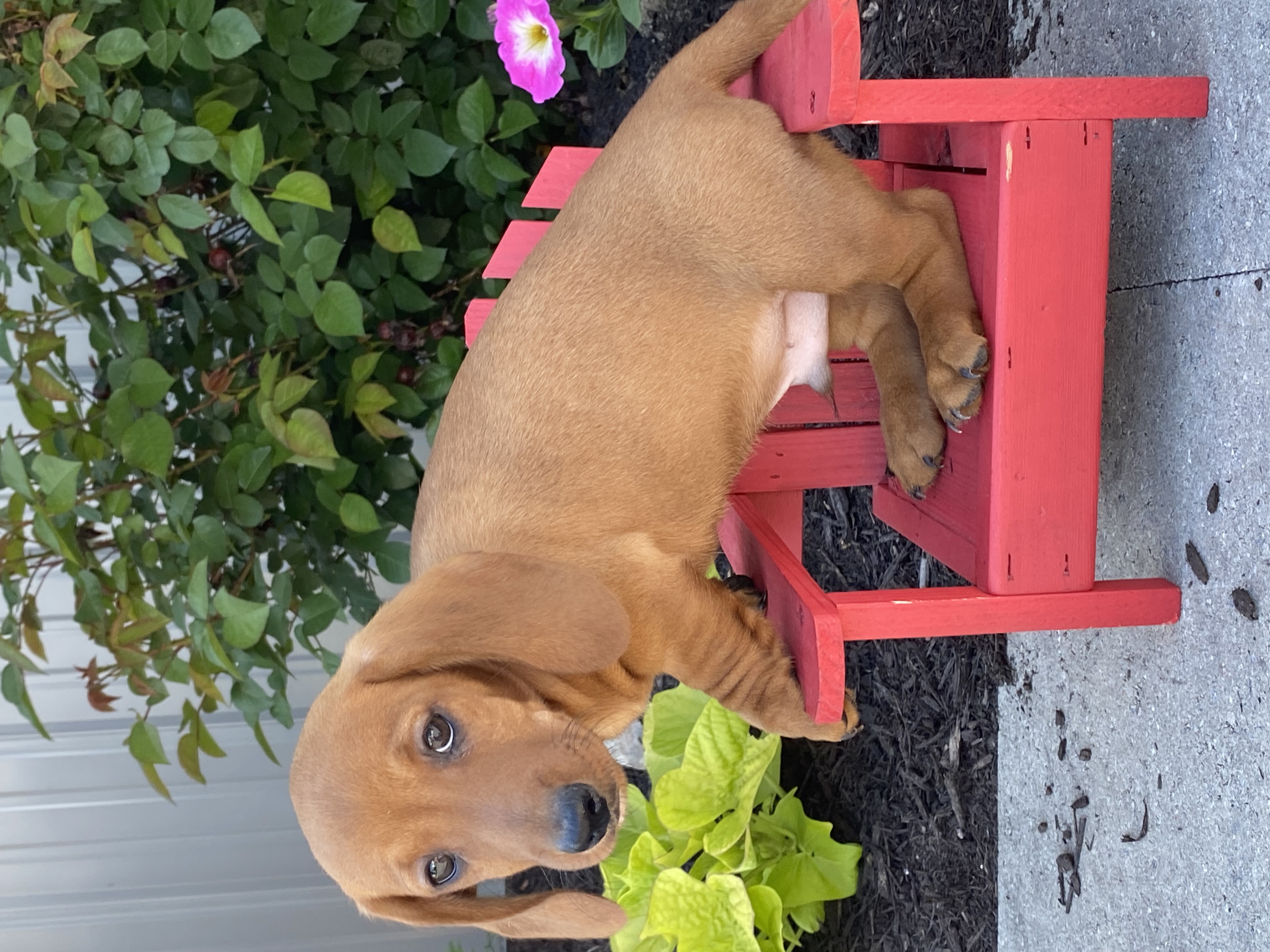 puppy, for, sale, Dachshund, Curtis  Martin, dog, breeder, Seneca Falls, NY, dog-breeder, puppy-for-sale, forsale, nearby, find, puppyfind, locator, puppylocator, aca