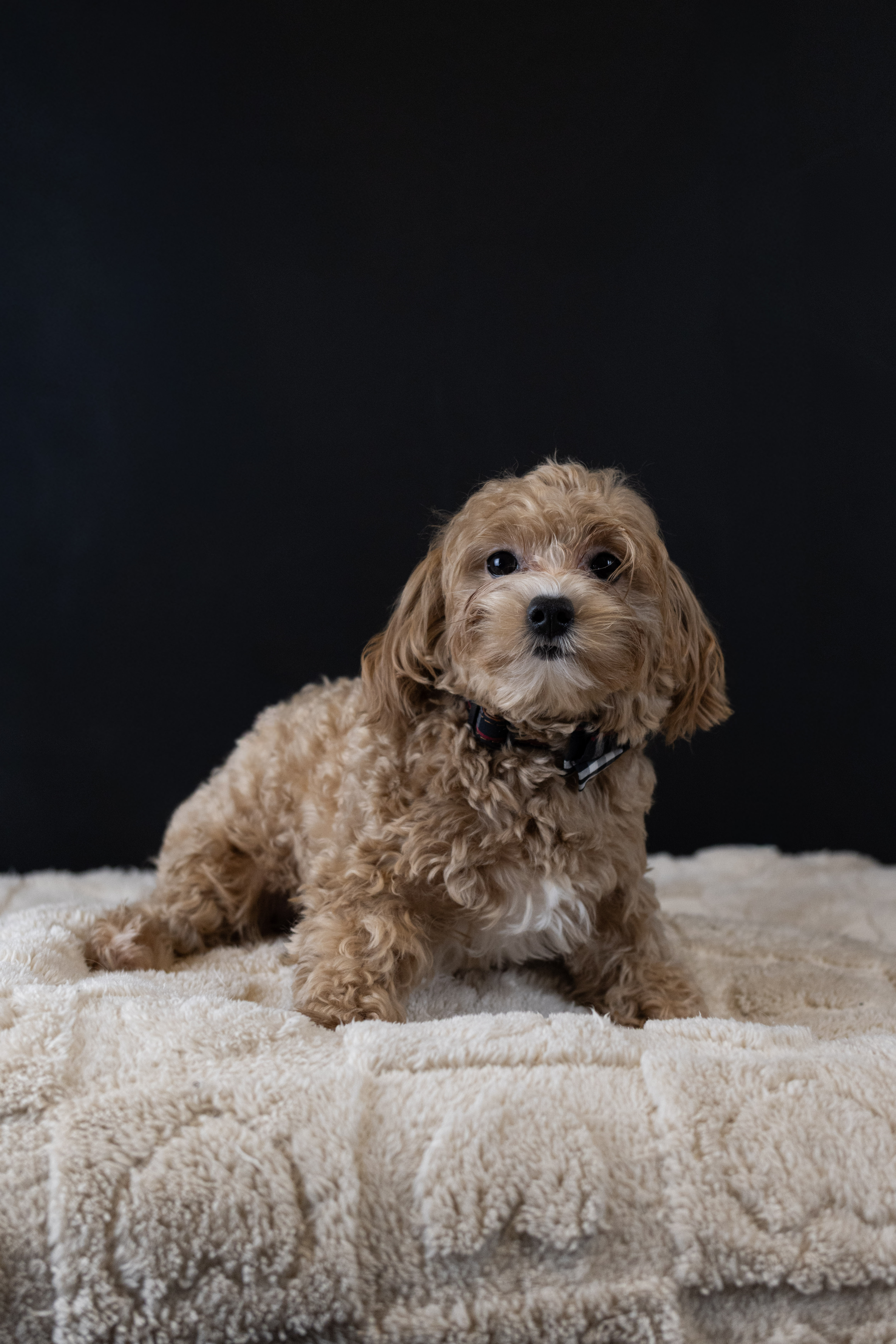 puppy, for, sale, Malti-Poos, Angel  Victor, dog, breeder, Brooklyn, NY, dog-breeder, puppy-for-sale, forsale, nearby, find, puppyfind, locator, puppylocator, aca