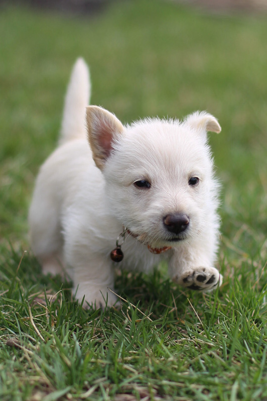 puppy, for, sale, Scottish Terrier, Kerek & Marisa  Martin, dog, breeder, Mount Joy, PA, dog-breeder, puppy-for-sale, forsale, nearby, find, puppyfind, locator, puppylocator, aca