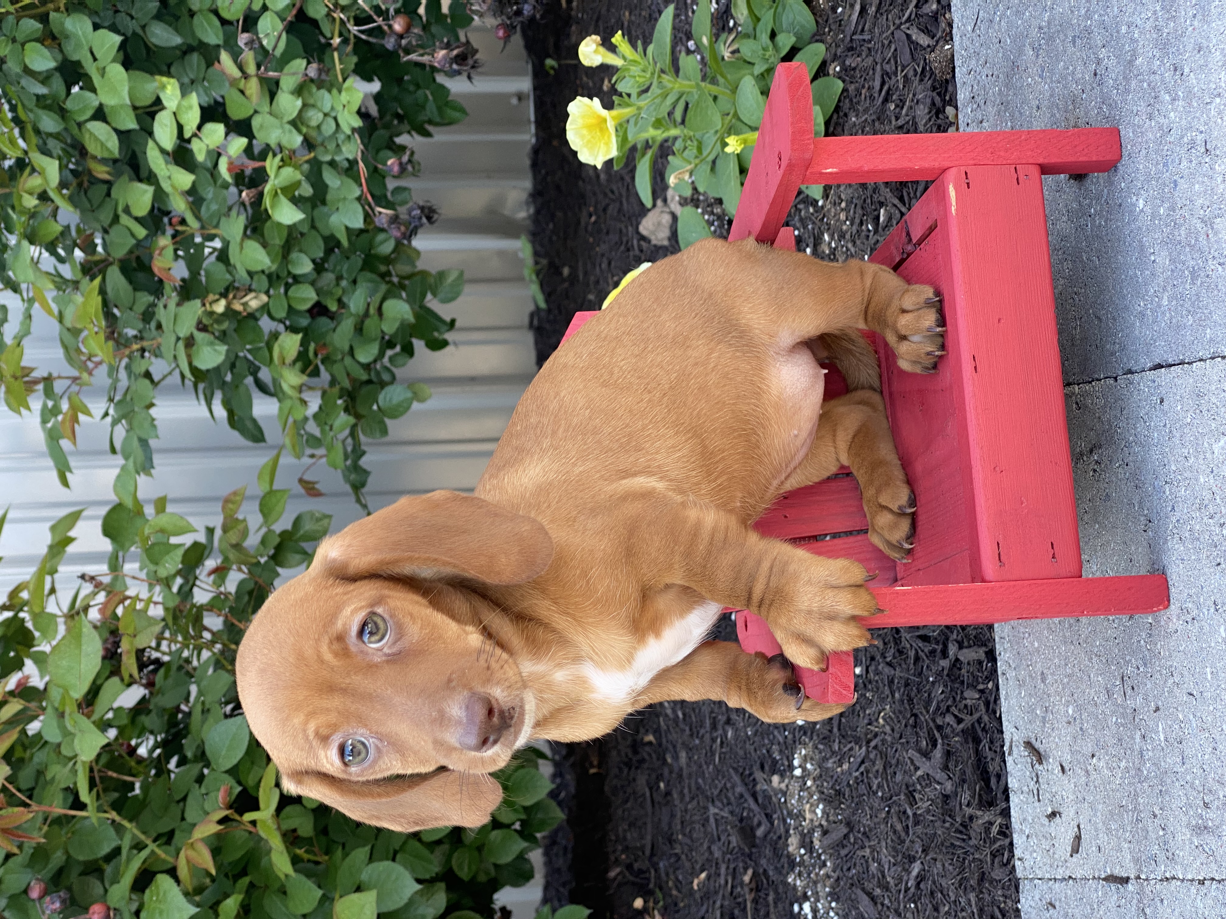 puppy, for, sale, Dachshund, Curtis  Martin, dog, breeder, Seneca Falls, NY, dog-breeder, puppy-for-sale, forsale, nearby, find, puppyfind, locator, puppylocator, aca