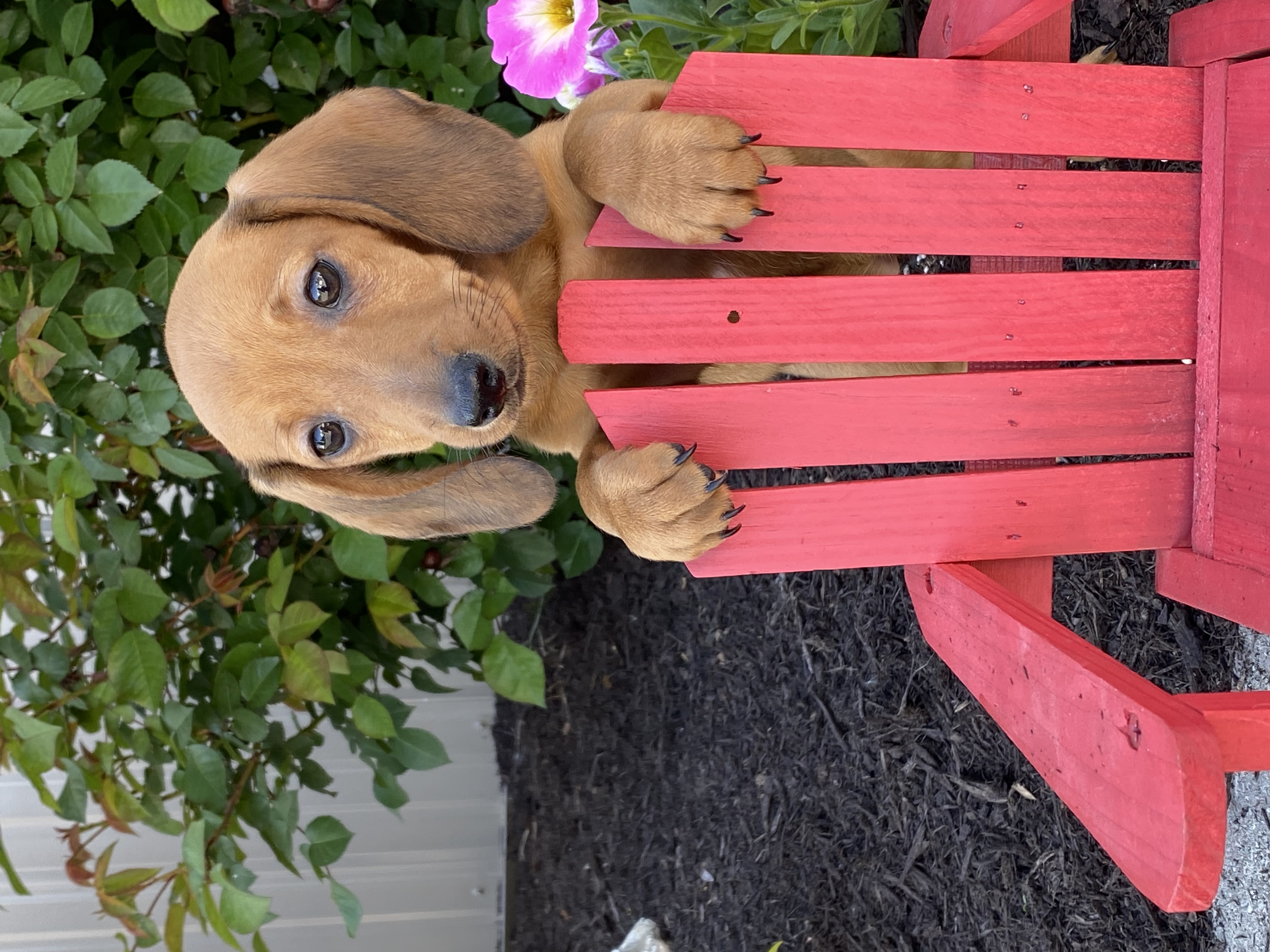 puppy, for, sale, Dachshund, Curtis  Martin, dog, breeder, Seneca Falls, NY, dog-breeder, puppy-for-sale, forsale, nearby, find, puppyfind, locator, puppylocator, aca
