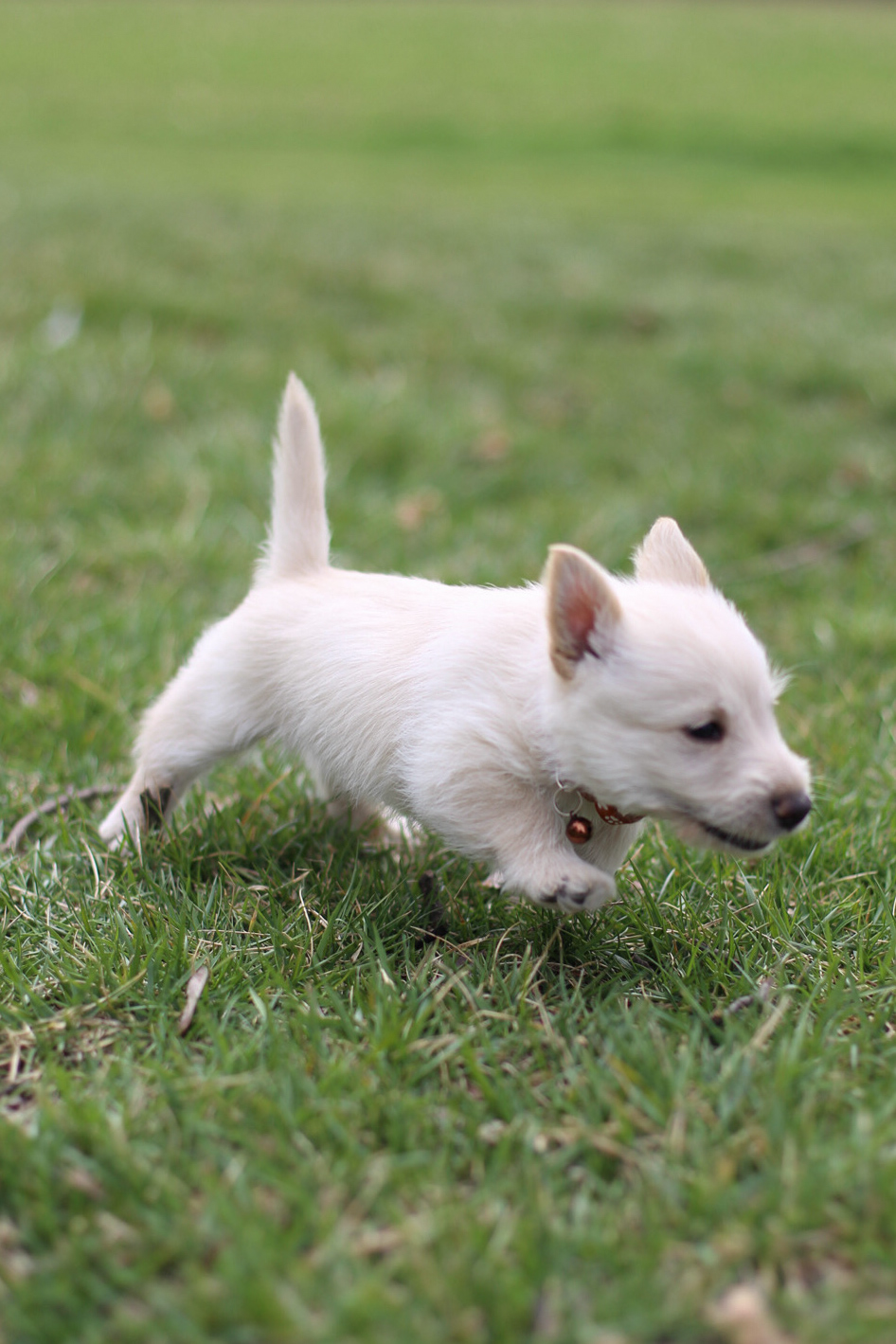 puppy, for, sale, Scottish Terrier, Kerek & Marisa  Martin, dog, breeder, Mount Joy, PA, dog-breeder, puppy-for-sale, forsale, nearby, find, puppyfind, locator, puppylocator, aca