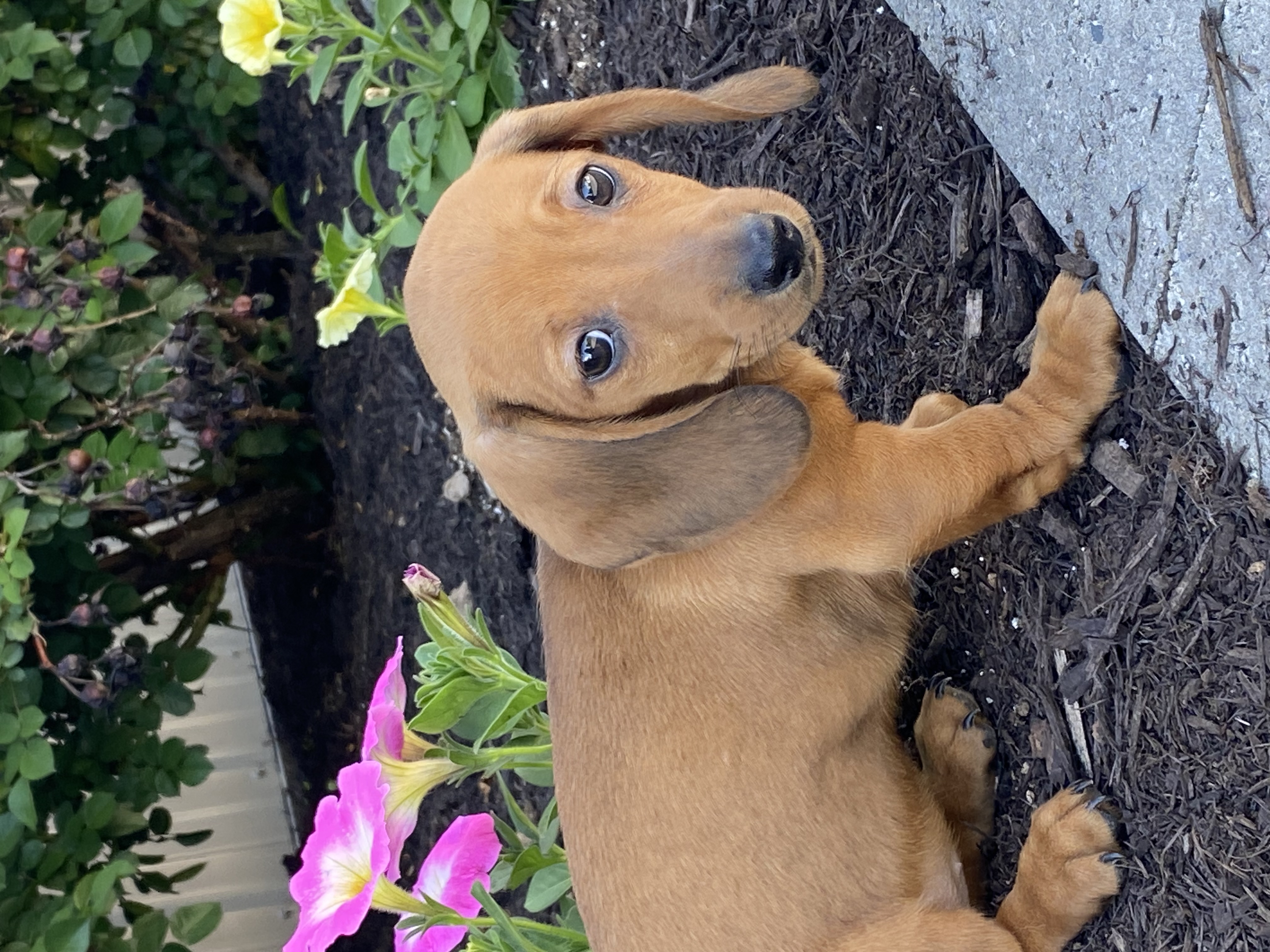 puppy, for, sale, Dachshund, Curtis  Martin, dog, breeder, Seneca Falls, NY, dog-breeder, puppy-for-sale, forsale, nearby, find, puppyfind, locator, puppylocator, aca