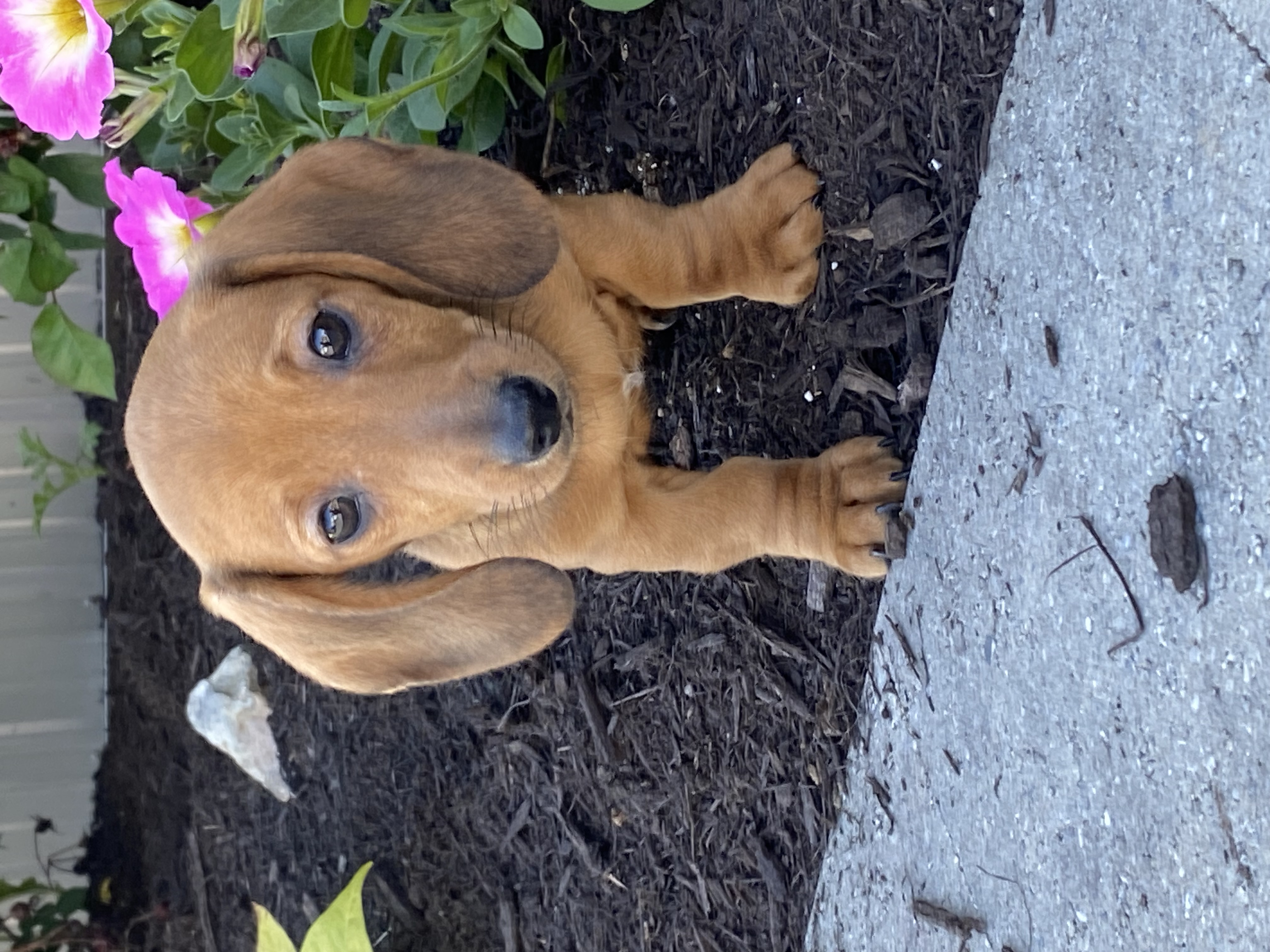 puppy, for, sale, Dachshund, Curtis  Martin, dog, breeder, Seneca Falls, NY, dog-breeder, puppy-for-sale, forsale, nearby, find, puppyfind, locator, puppylocator, aca