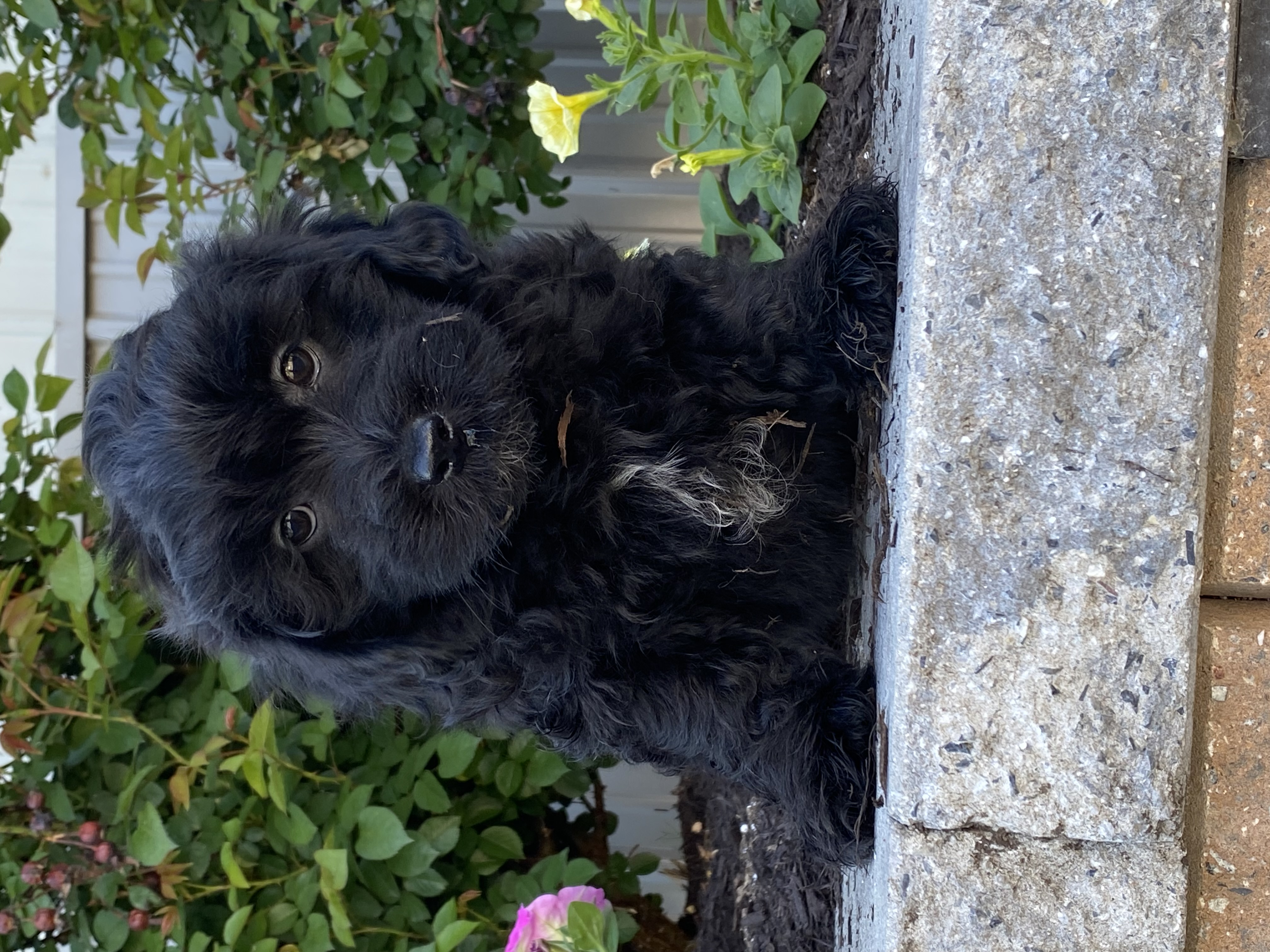 puppy, for, sale, LHASA APSO / POODLE, Curtis  Martin, dog, breeder, Seneca Falls, NY, dog-breeder, puppy-for-sale, forsale, nearby, find, puppyfind, locator, puppylocator, aca