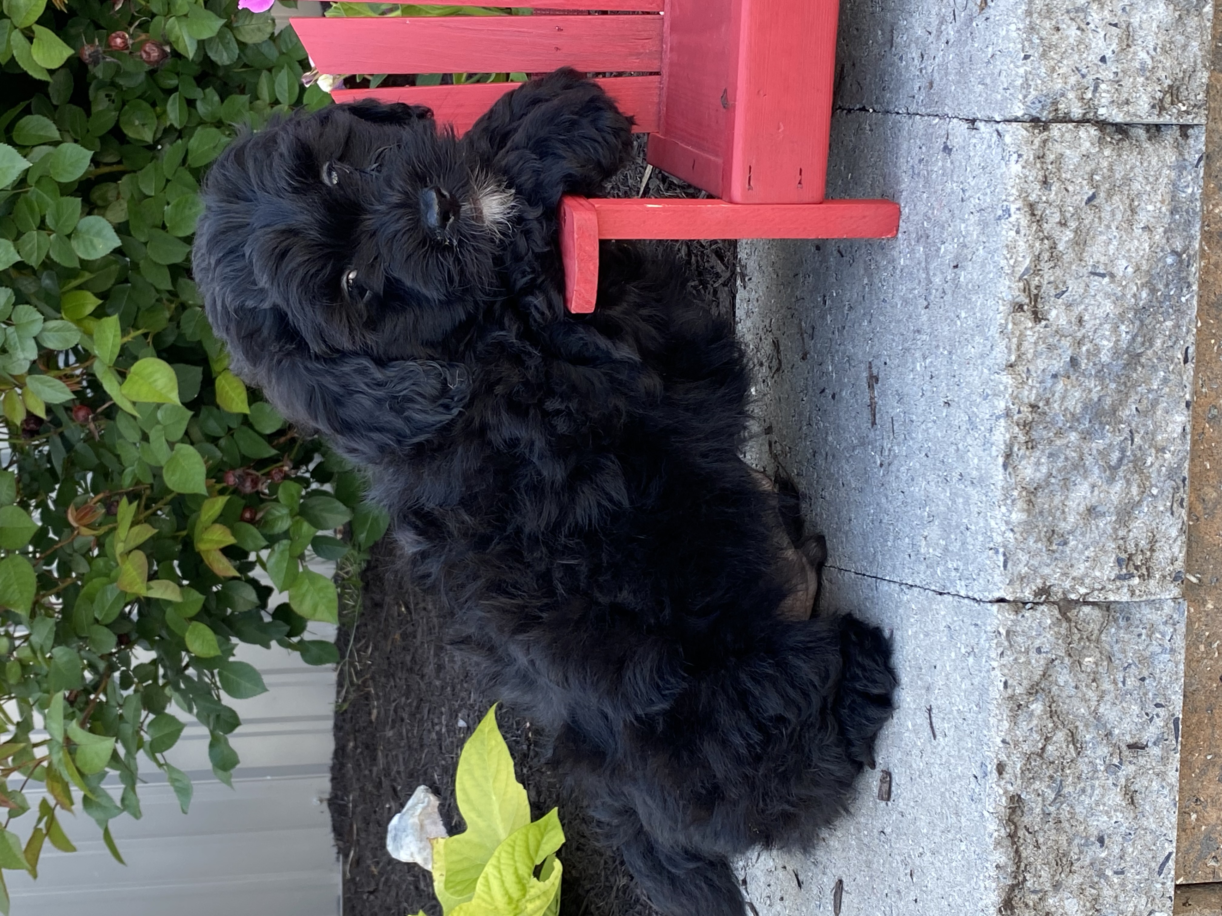 puppy, for, sale, LHASA APSO / POODLE, Curtis  Martin, dog, breeder, Seneca Falls, NY, dog-breeder, puppy-for-sale, forsale, nearby, find, puppyfind, locator, puppylocator, aca