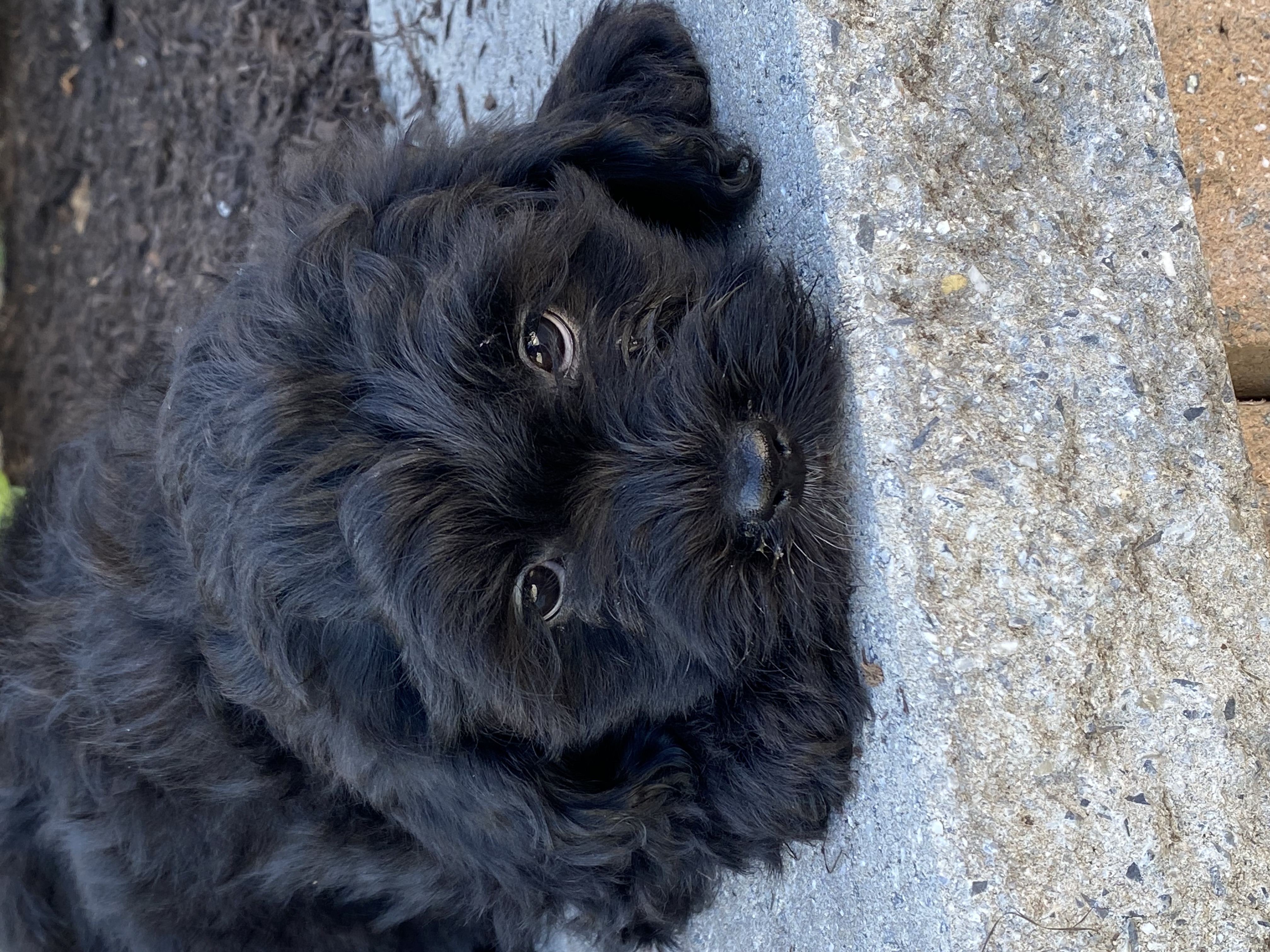 puppy, for, sale, LHASA APSO / POODLE, Curtis  Martin, dog, breeder, Seneca Falls, NY, dog-breeder, puppy-for-sale, forsale, nearby, find, puppyfind, locator, puppylocator, aca