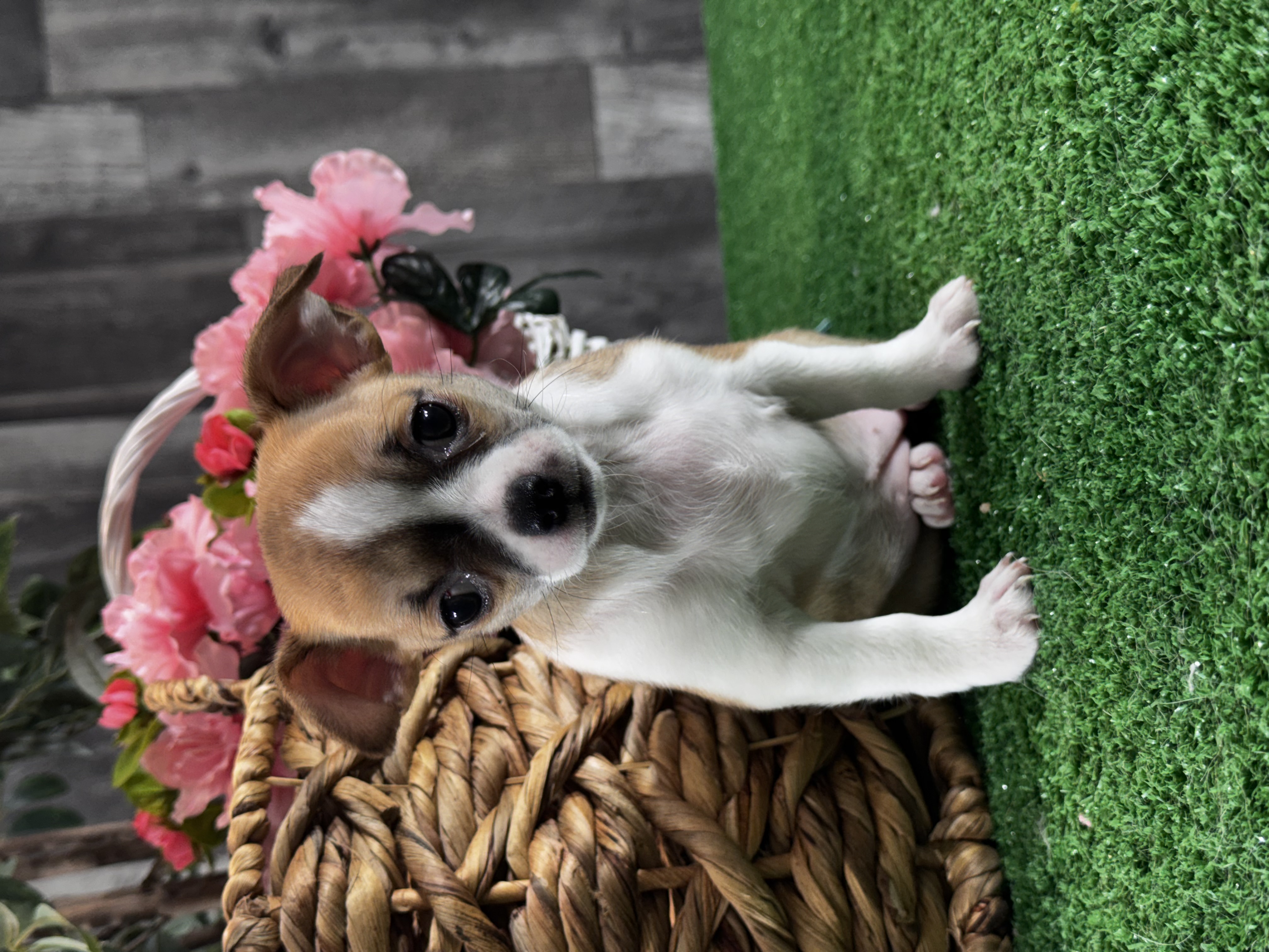 puppy, for, sale, Chihuahua, Curtis  Martin, dog, breeder, Seneca Falls, NY, dog-breeder, puppy-for-sale, forsale, nearby, find, puppyfind, locator, puppylocator, aca
