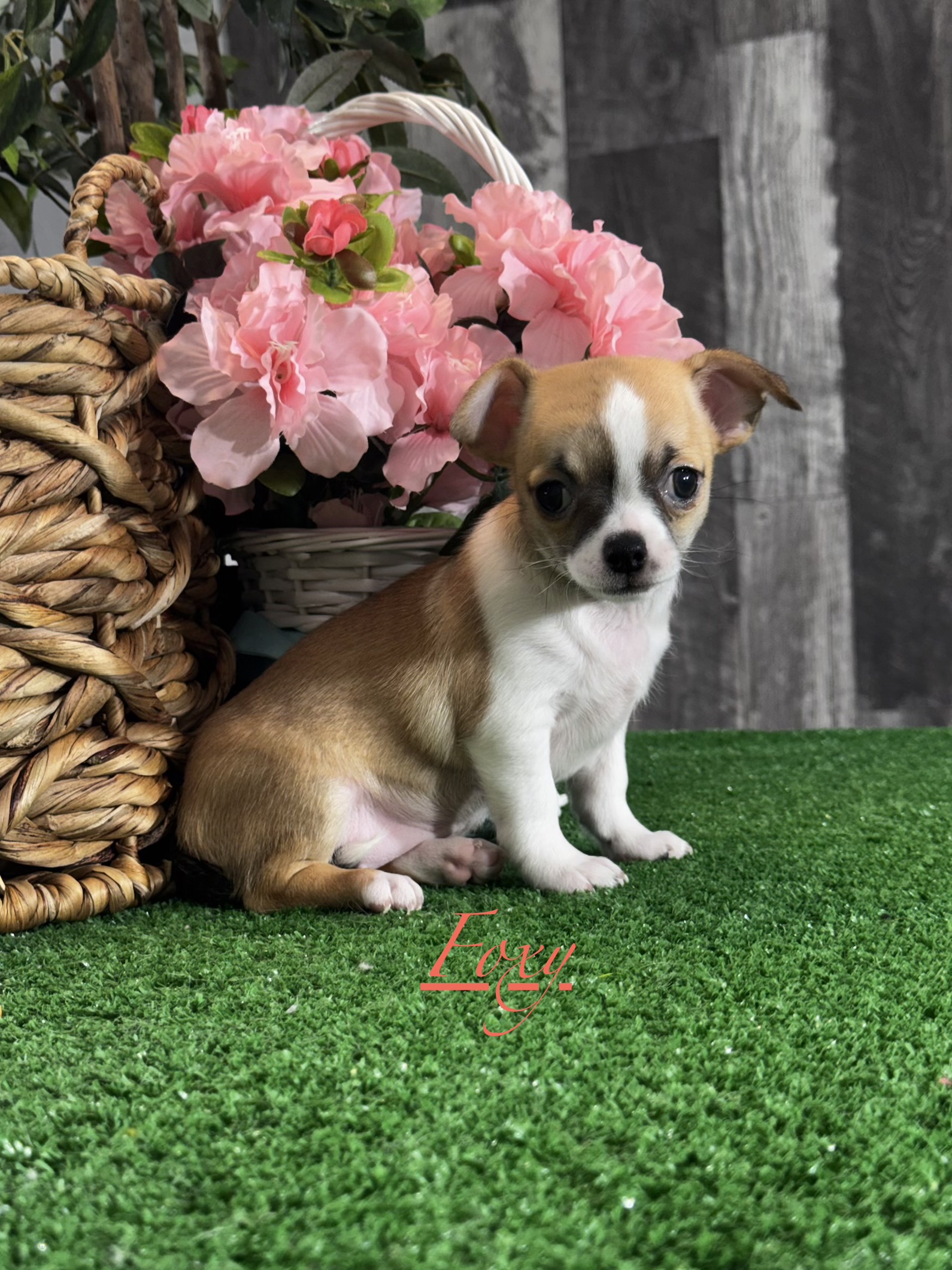 puppy, for, sale, Chihuahua, Curtis  Martin, dog, breeder, Seneca Falls, NY, dog-breeder, puppy-for-sale, forsale, nearby, find, puppyfind, locator, puppylocator, aca