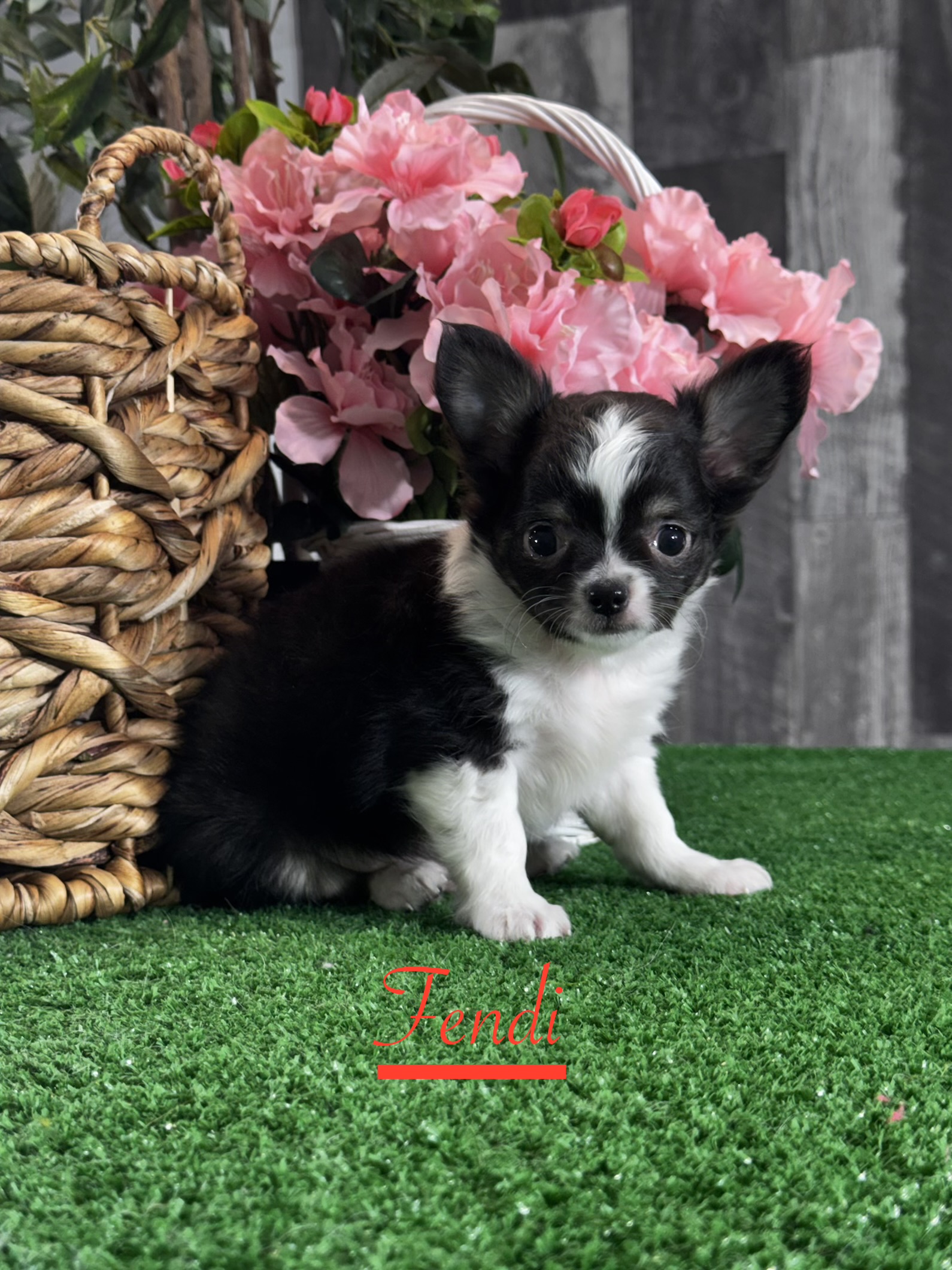 puppy, for, sale, Chihuahua, Curtis  Martin, dog, breeder, Seneca Falls, NY, dog-breeder, puppy-for-sale, forsale, nearby, find, puppyfind, locator, puppylocator, aca