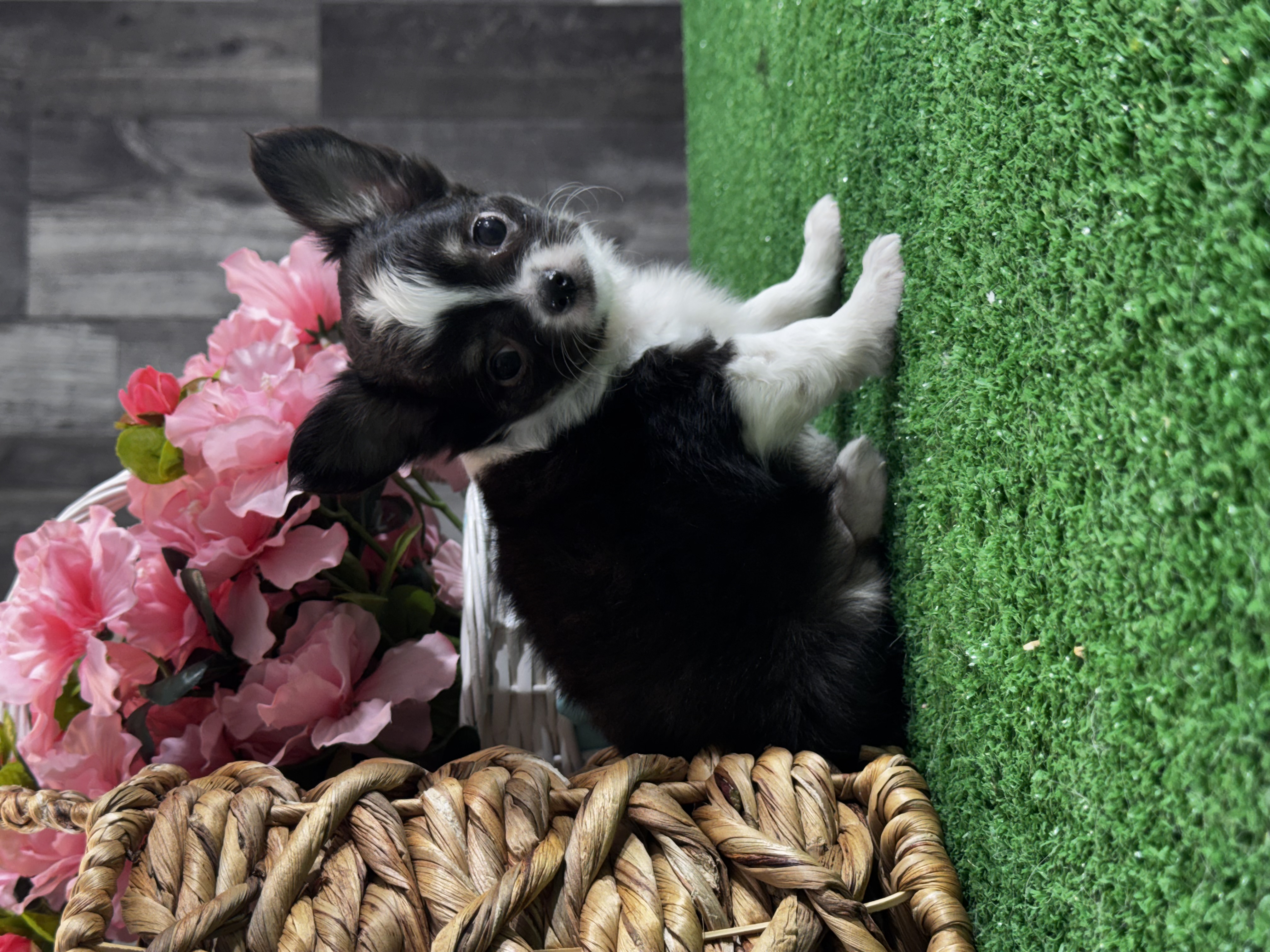 puppy, for, sale, Chihuahua, Curtis  Martin, dog, breeder, Seneca Falls, NY, dog-breeder, puppy-for-sale, forsale, nearby, find, puppyfind, locator, puppylocator, aca