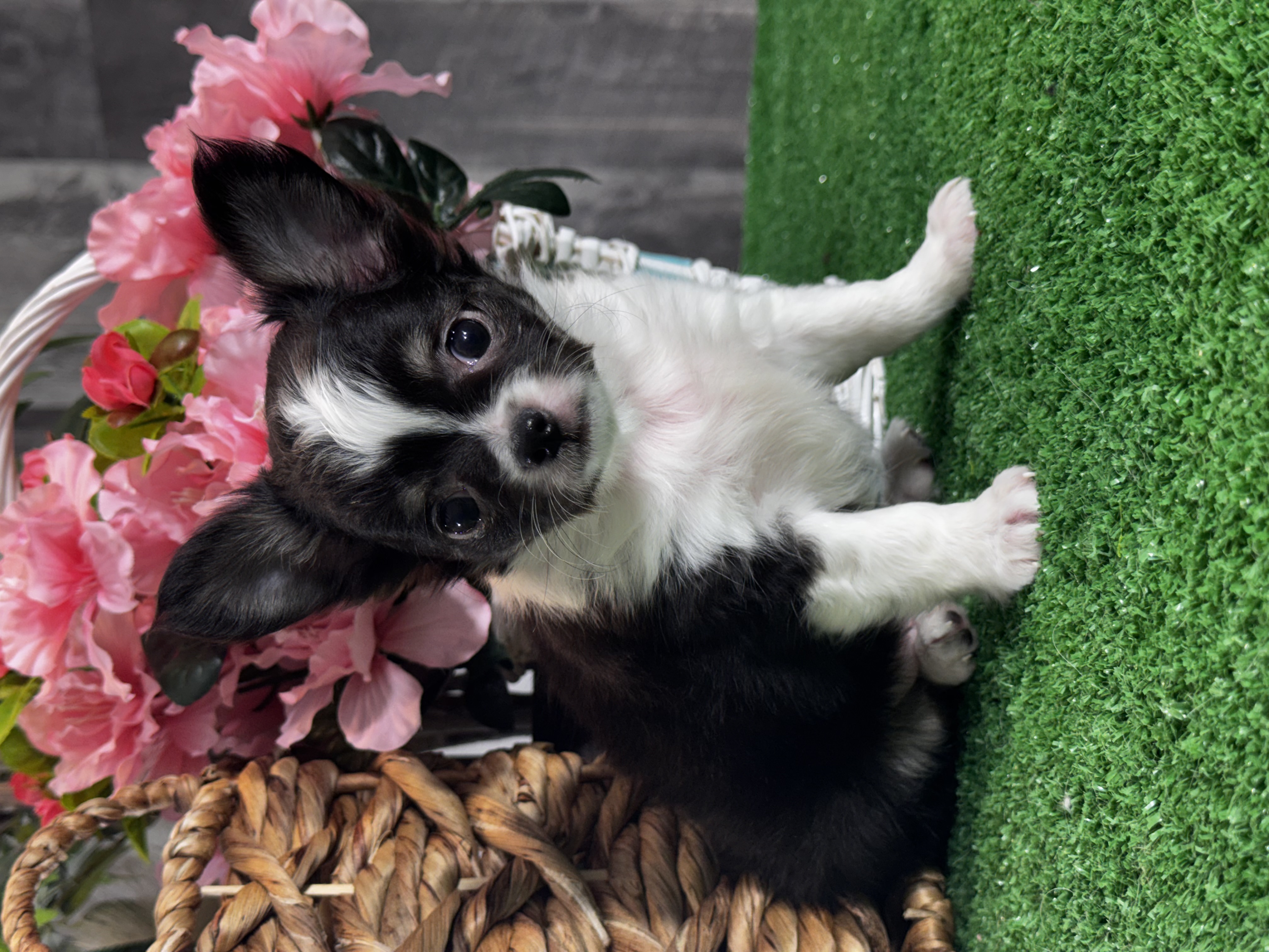 puppy, for, sale, Chihuahua, Curtis  Martin, dog, breeder, Seneca Falls, NY, dog-breeder, puppy-for-sale, forsale, nearby, find, puppyfind, locator, puppylocator, aca
