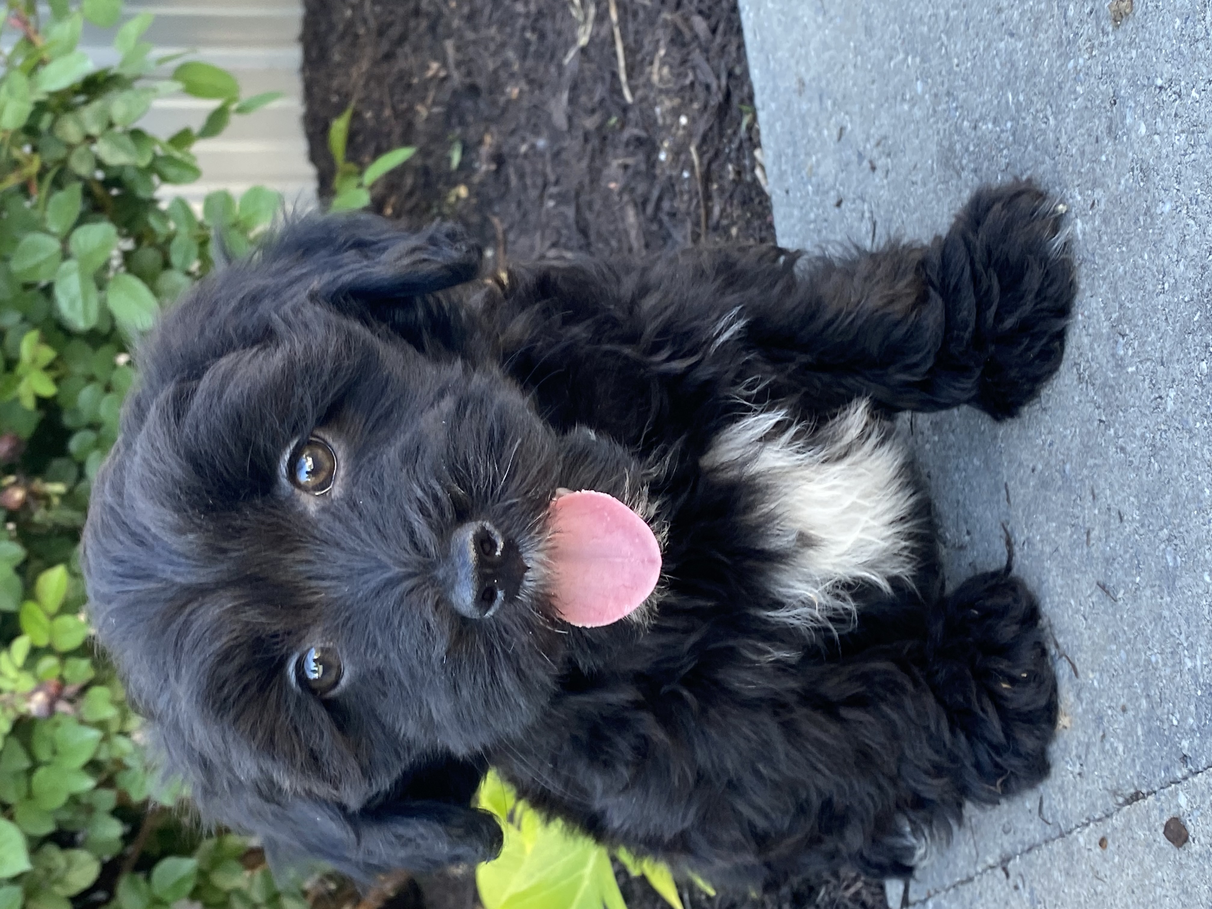 puppy, for, sale, LHASA APSO / POODLE, Curtis  Martin, dog, breeder, Seneca Falls, NY, dog-breeder, puppy-for-sale, forsale, nearby, find, puppyfind, locator, puppylocator, aca