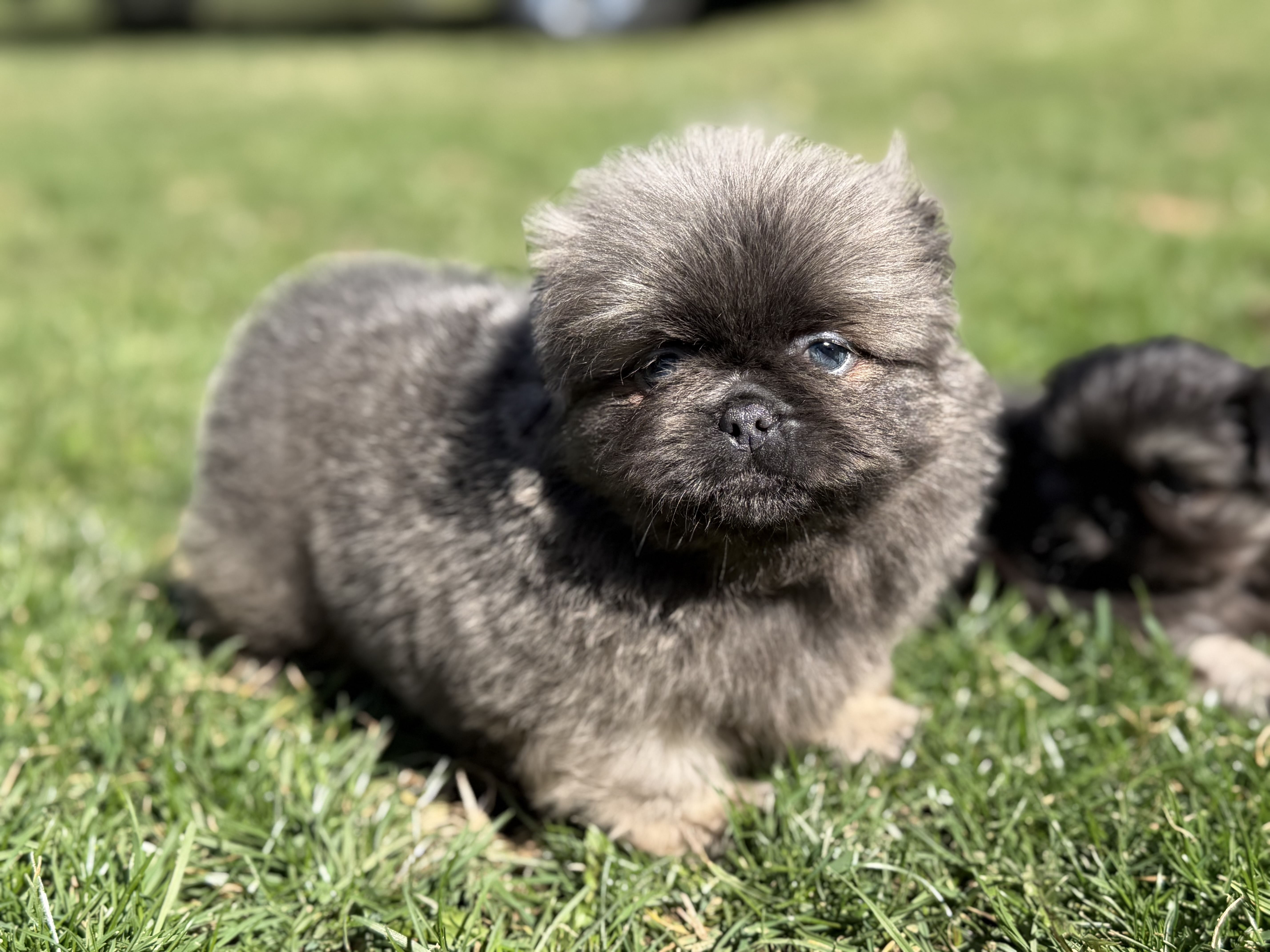 puppy, for, sale, Pekingese,   Palomino Pups, dog, breeder, East Sparta, OH, dog-breeder, puppy-for-sale, forsale, nearby, find, puppyfind, locator, puppylocator, aca