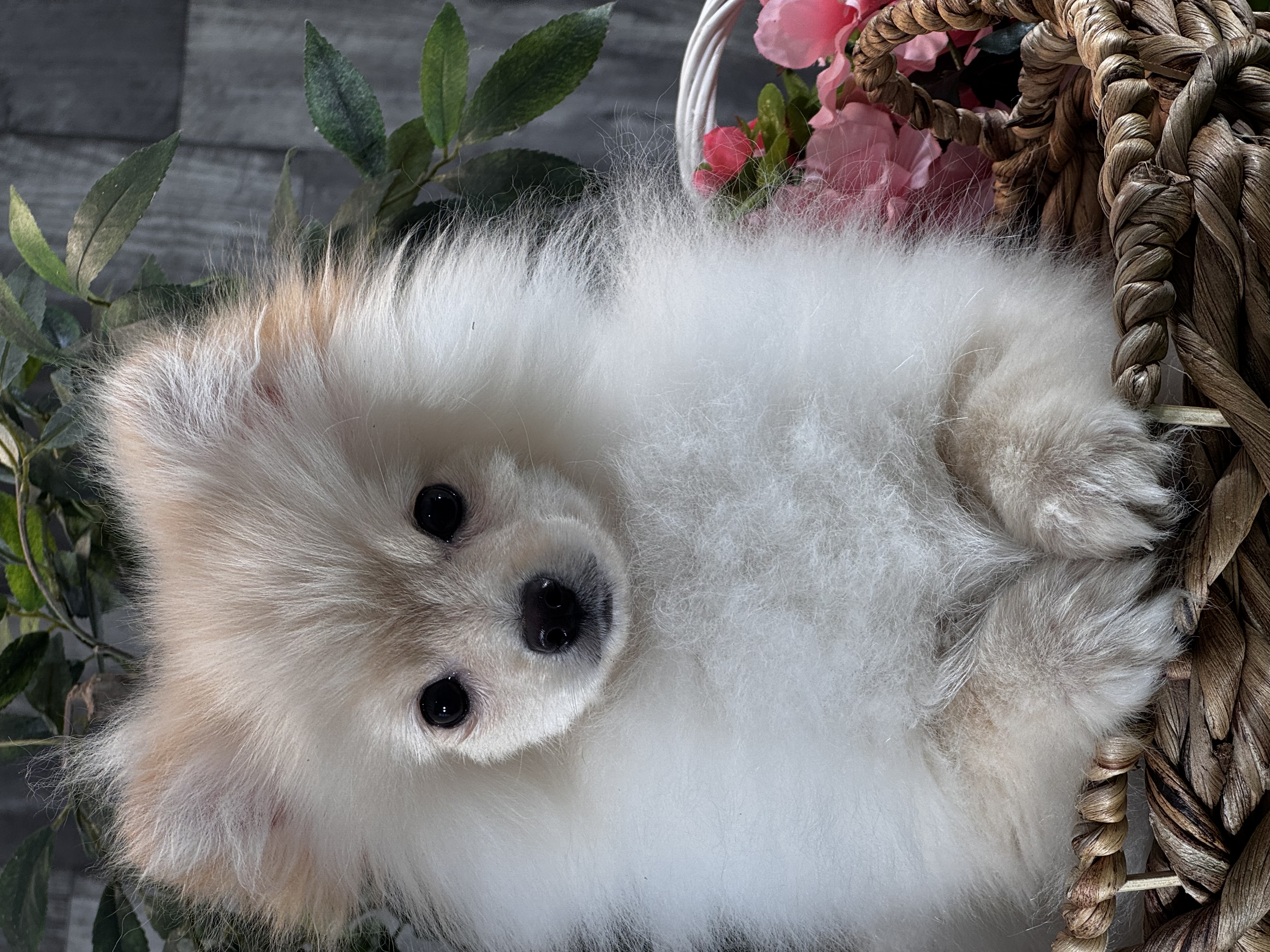 puppy, for, sale, Pomeranian, Curtis  Martin, dog, breeder, Seneca Falls, NY, dog-breeder, puppy-for-sale, forsale, nearby, find, puppyfind, locator, puppylocator, aca