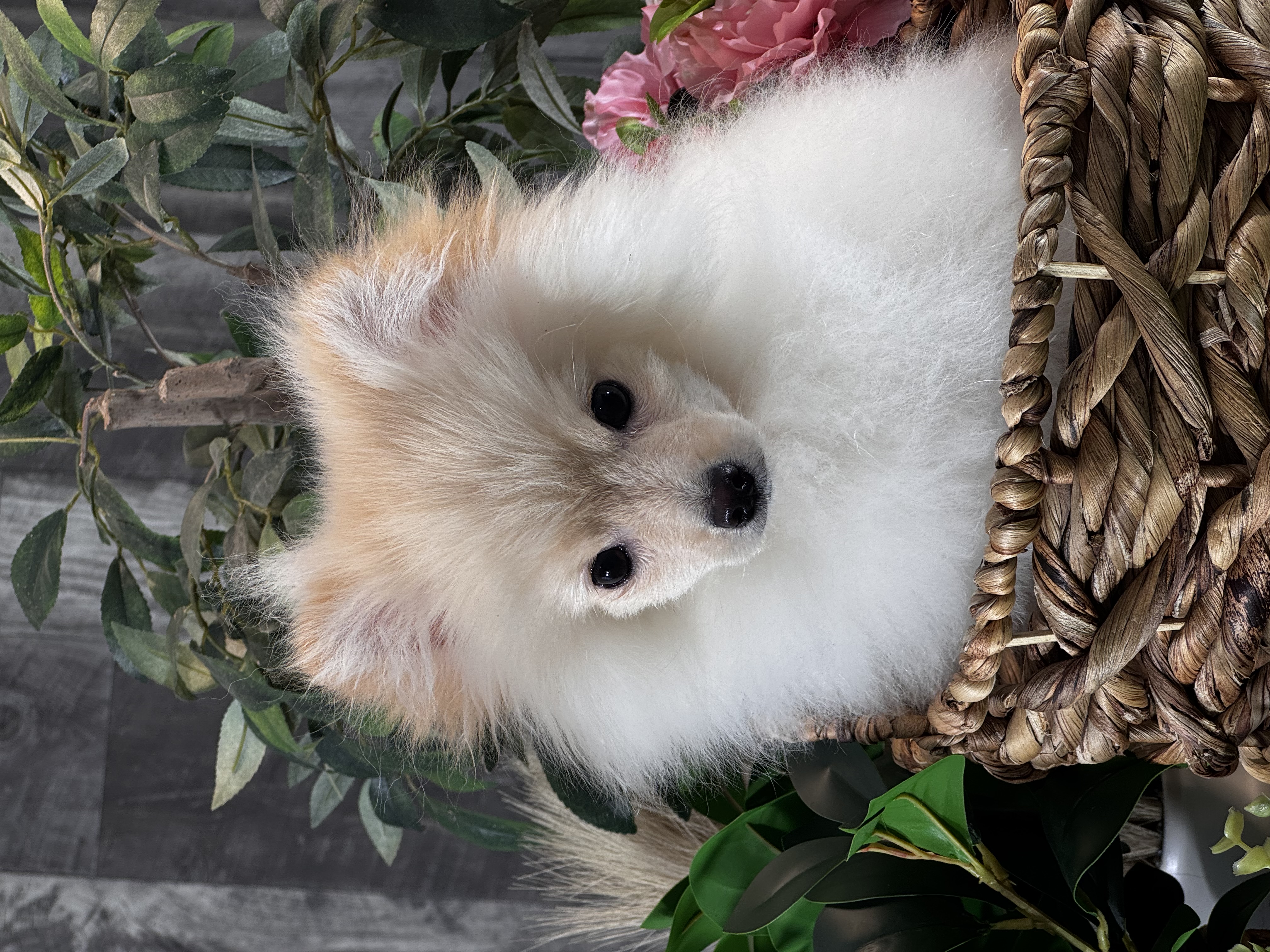 puppy, for, sale, Pomeranian, Curtis  Martin, dog, breeder, Seneca Falls, NY, dog-breeder, puppy-for-sale, forsale, nearby, find, puppyfind, locator, puppylocator, aca