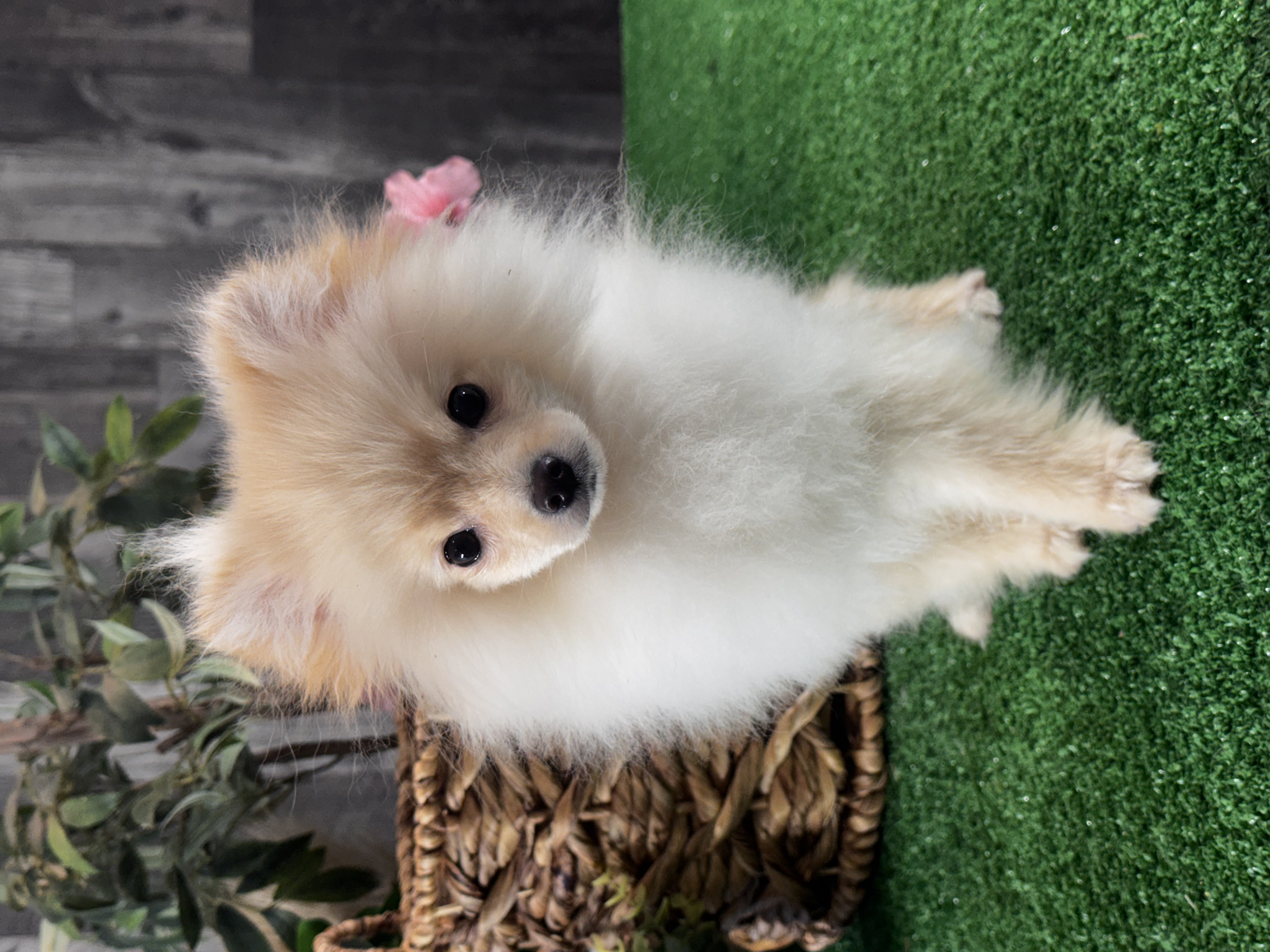 puppy, for, sale, Pomeranian, Curtis  Martin, dog, breeder, Seneca Falls, NY, dog-breeder, puppy-for-sale, forsale, nearby, find, puppyfind, locator, puppylocator, aca
