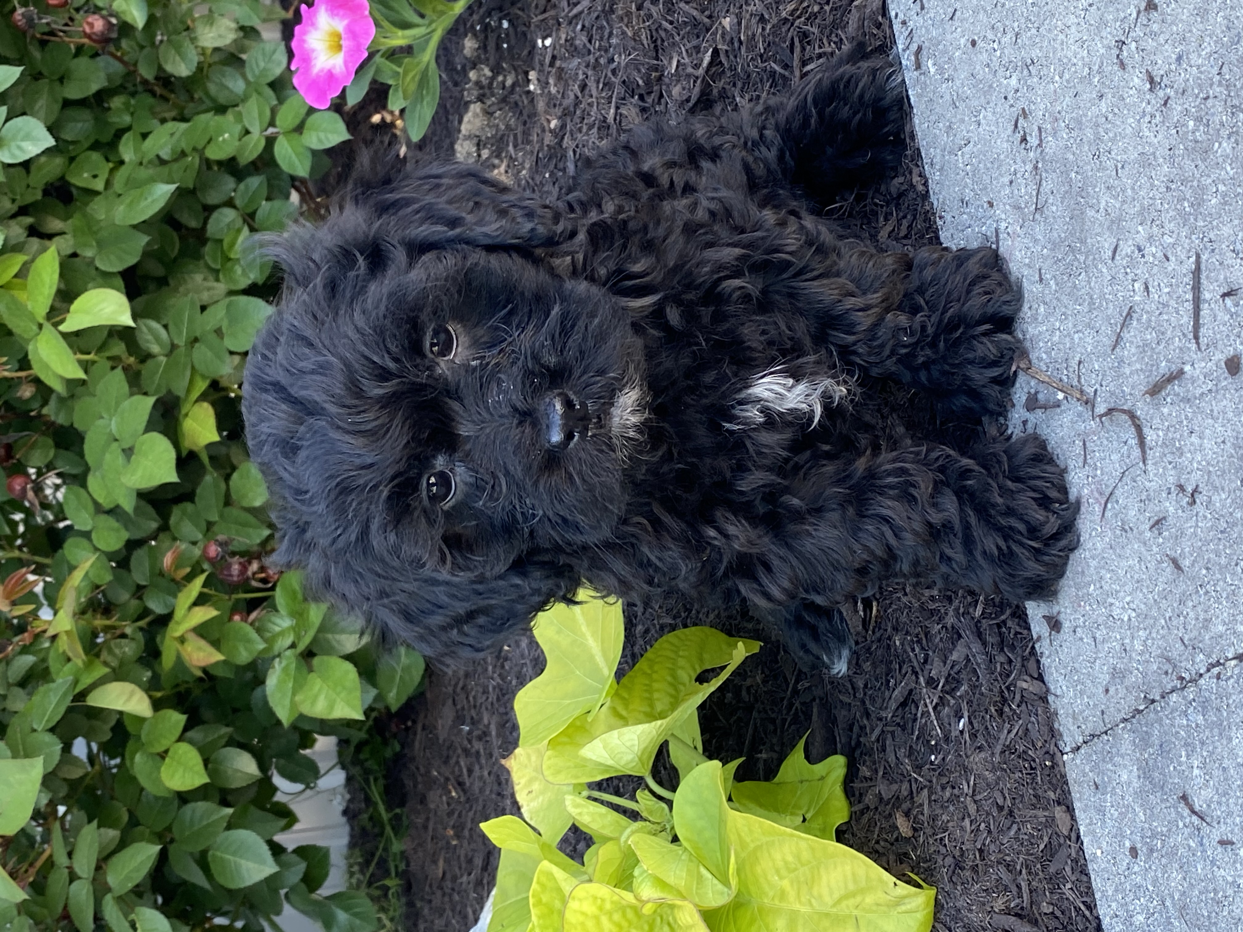 puppy, for, sale, LHASA APSO / POODLE, Curtis  Martin, dog, breeder, Seneca Falls, NY, dog-breeder, puppy-for-sale, forsale, nearby, find, puppyfind, locator, puppylocator, aca