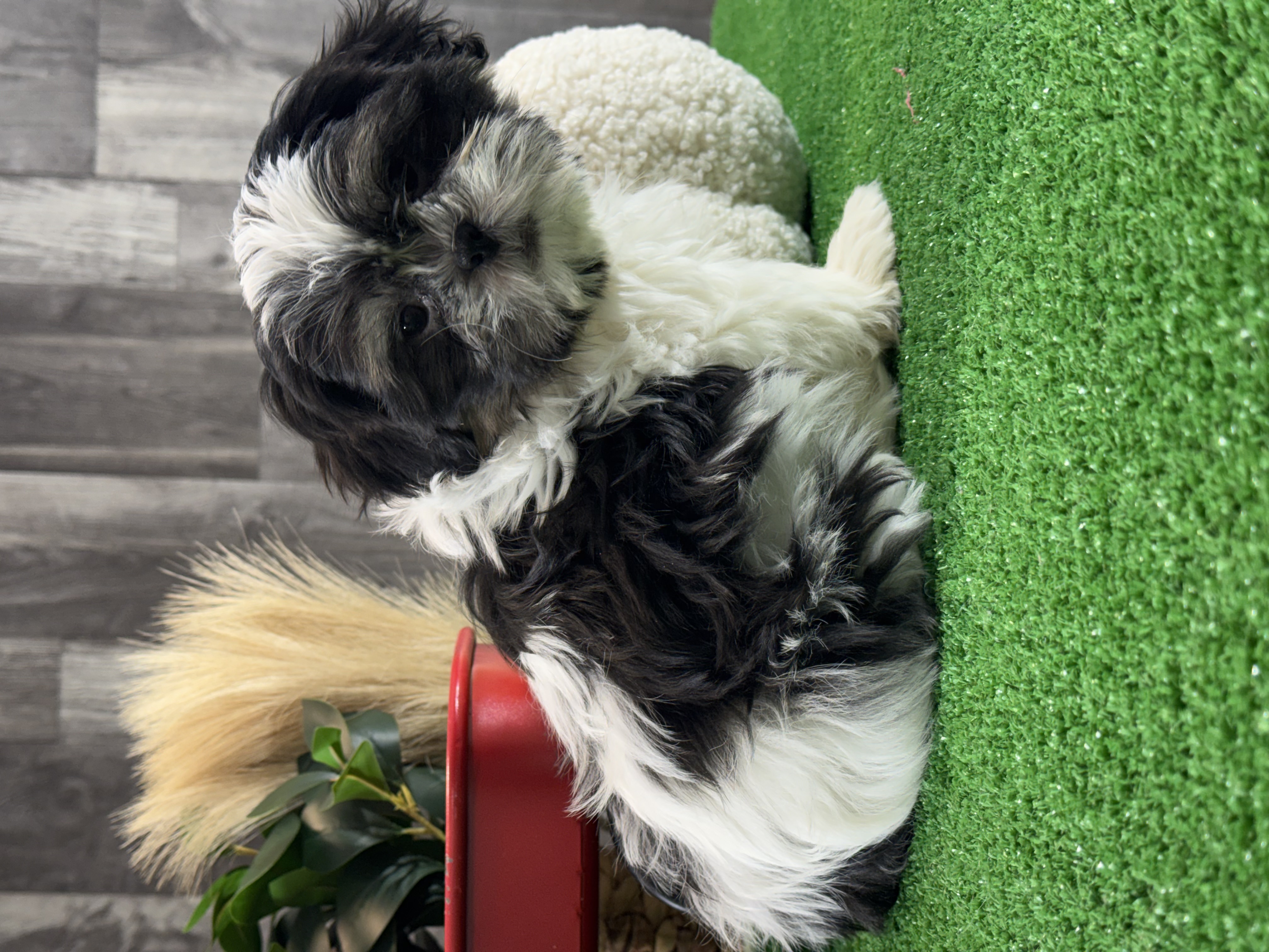 puppy, for, sale, Shih Tzu, Curtis  Martin, dog, breeder, Seneca Falls, NY, dog-breeder, puppy-for-sale, forsale, nearby, find, puppyfind, locator, puppylocator, aca