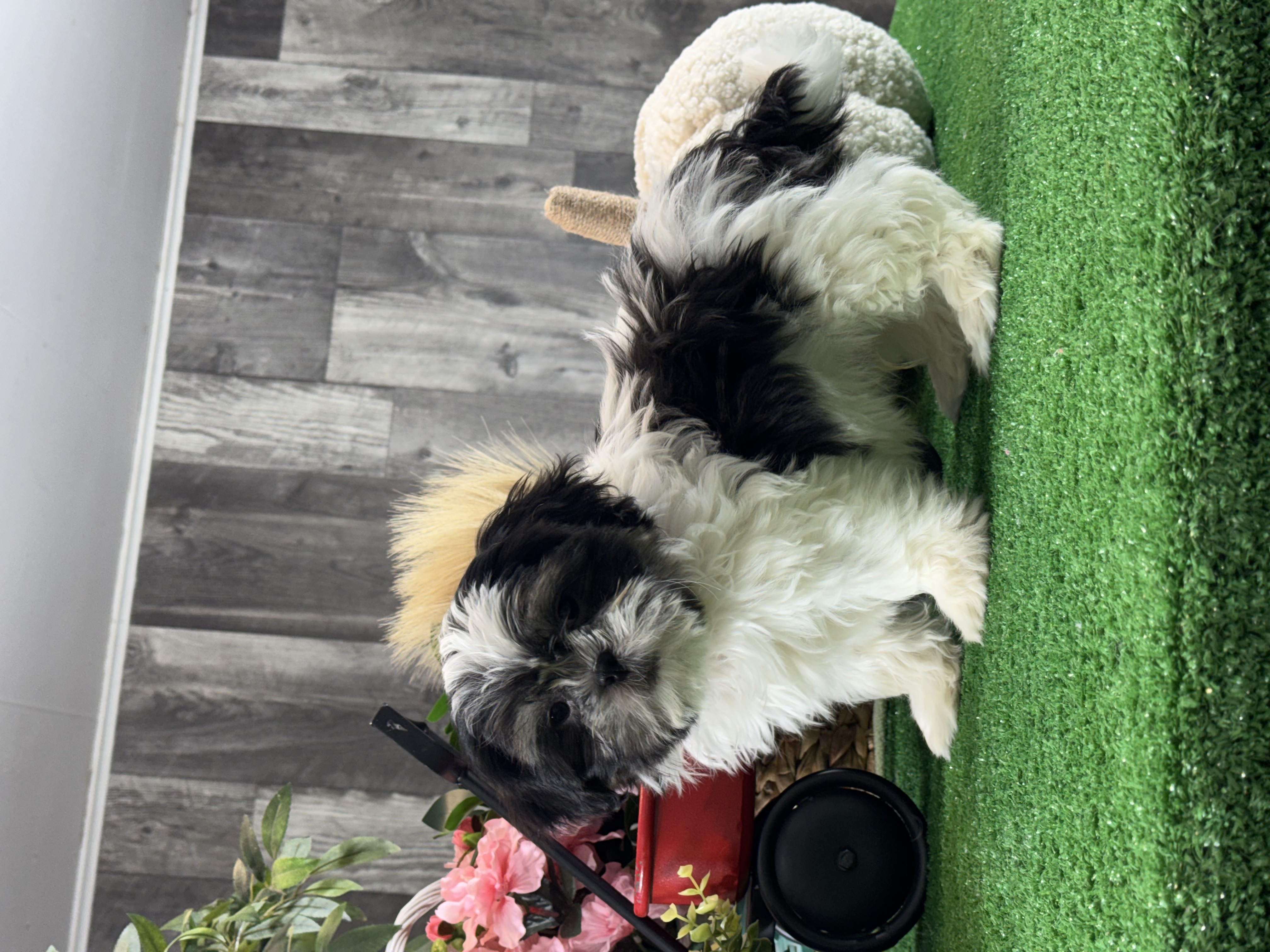 puppy, for, sale, Shih Tzu, Curtis  Martin, dog, breeder, Seneca Falls, NY, dog-breeder, puppy-for-sale, forsale, nearby, find, puppyfind, locator, puppylocator, aca