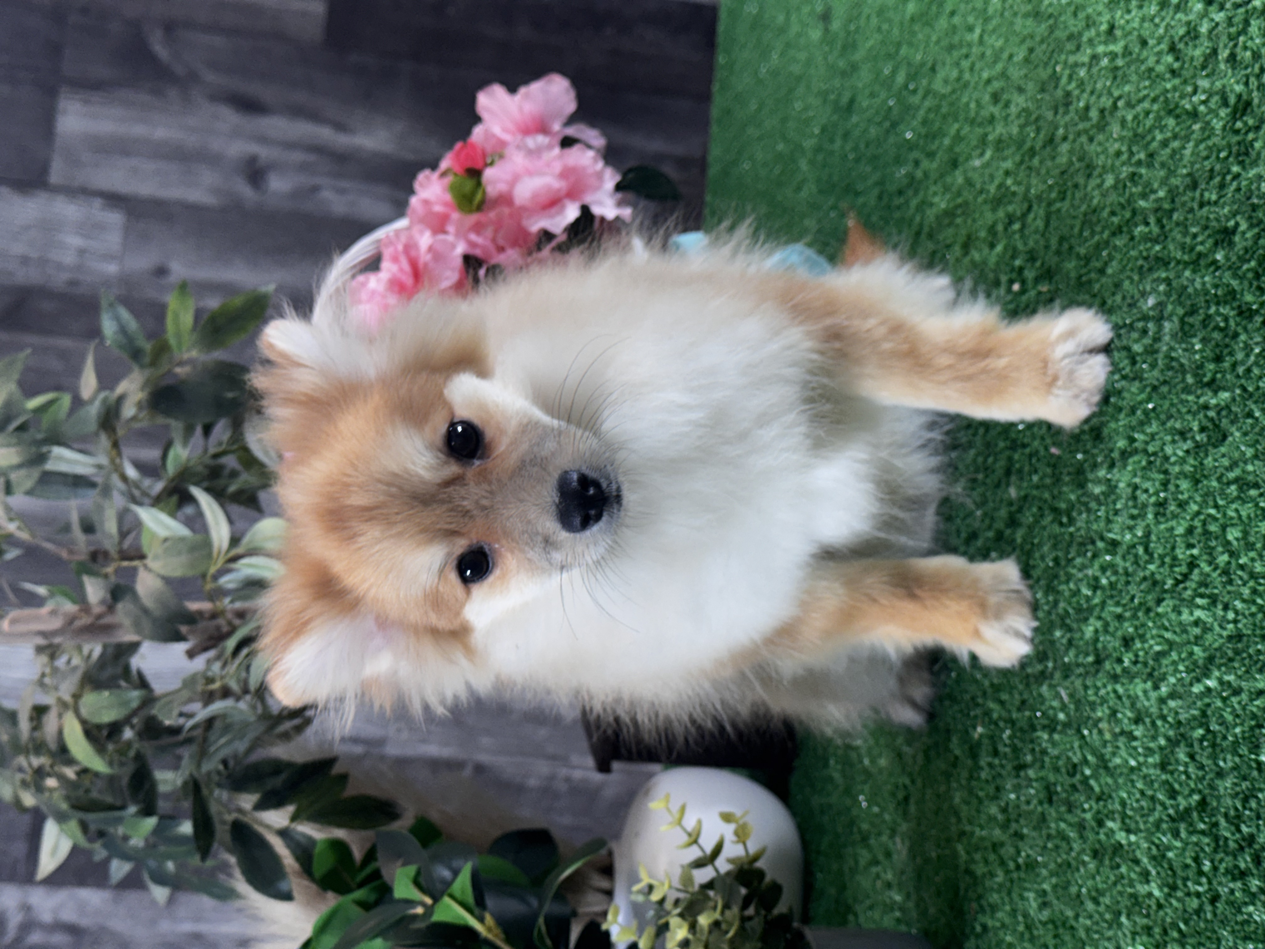 puppy, for, sale, Pomeranian, Curtis  Martin, dog, breeder, Seneca Falls, NY, dog-breeder, puppy-for-sale, forsale, nearby, find, puppyfind, locator, puppylocator, aca
