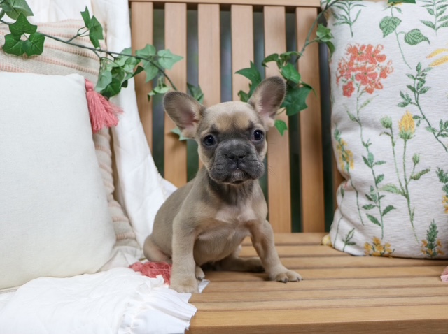 puppy, for, sale, French Bulldog, Nationwide Puppies  , dog, breeder, New York, NY, dog-breeder, puppy-for-sale, forsale, nearby, find, puppyfind, locator, puppylocator, aca