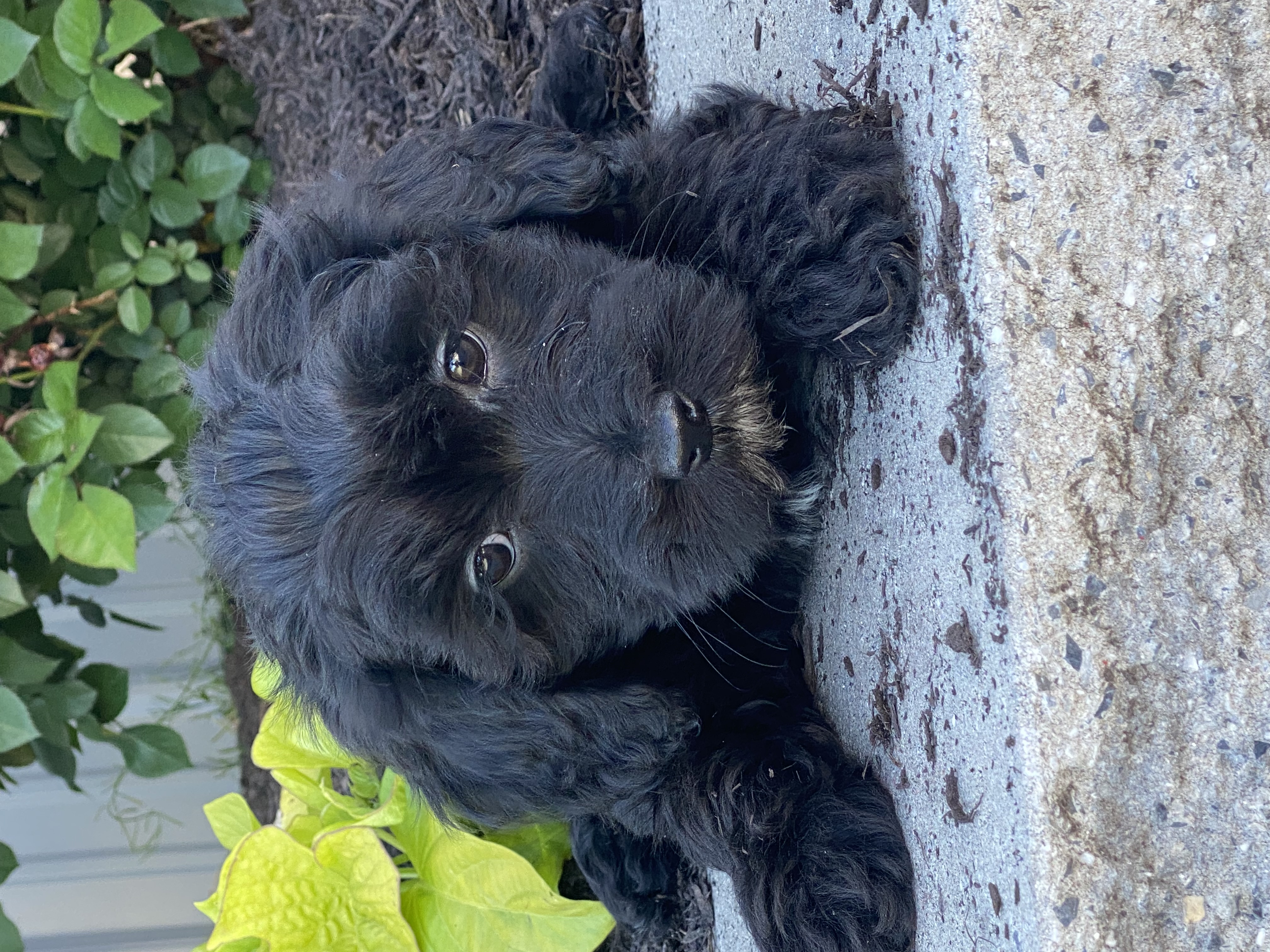 puppy, for, sale, LHASA APSO / POODLE, Curtis  Martin, dog, breeder, Seneca Falls, NY, dog-breeder, puppy-for-sale, forsale, nearby, find, puppyfind, locator, puppylocator, aca
