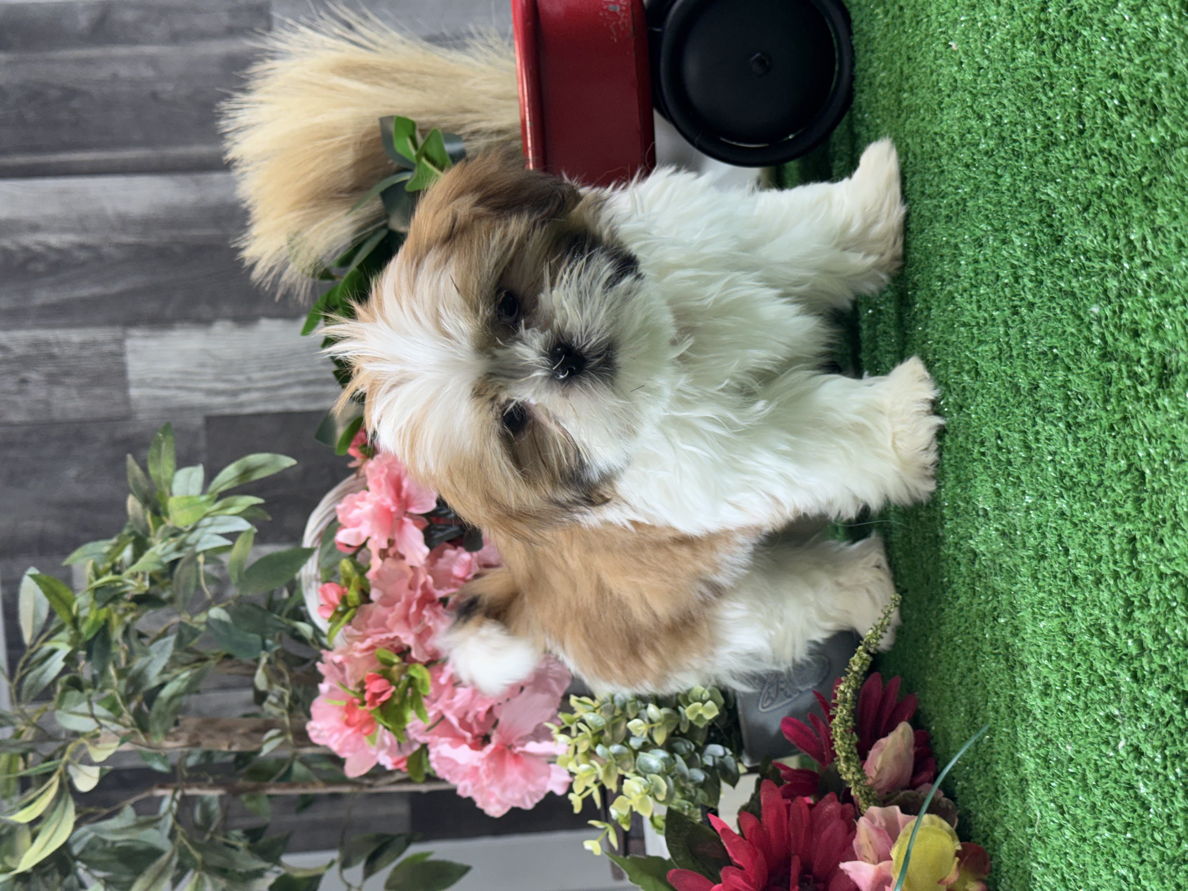 puppy, for, sale, Shih Tzu, Curtis  Martin, dog, breeder, Seneca Falls, NY, dog-breeder, puppy-for-sale, forsale, nearby, find, puppyfind, locator, puppylocator, aca