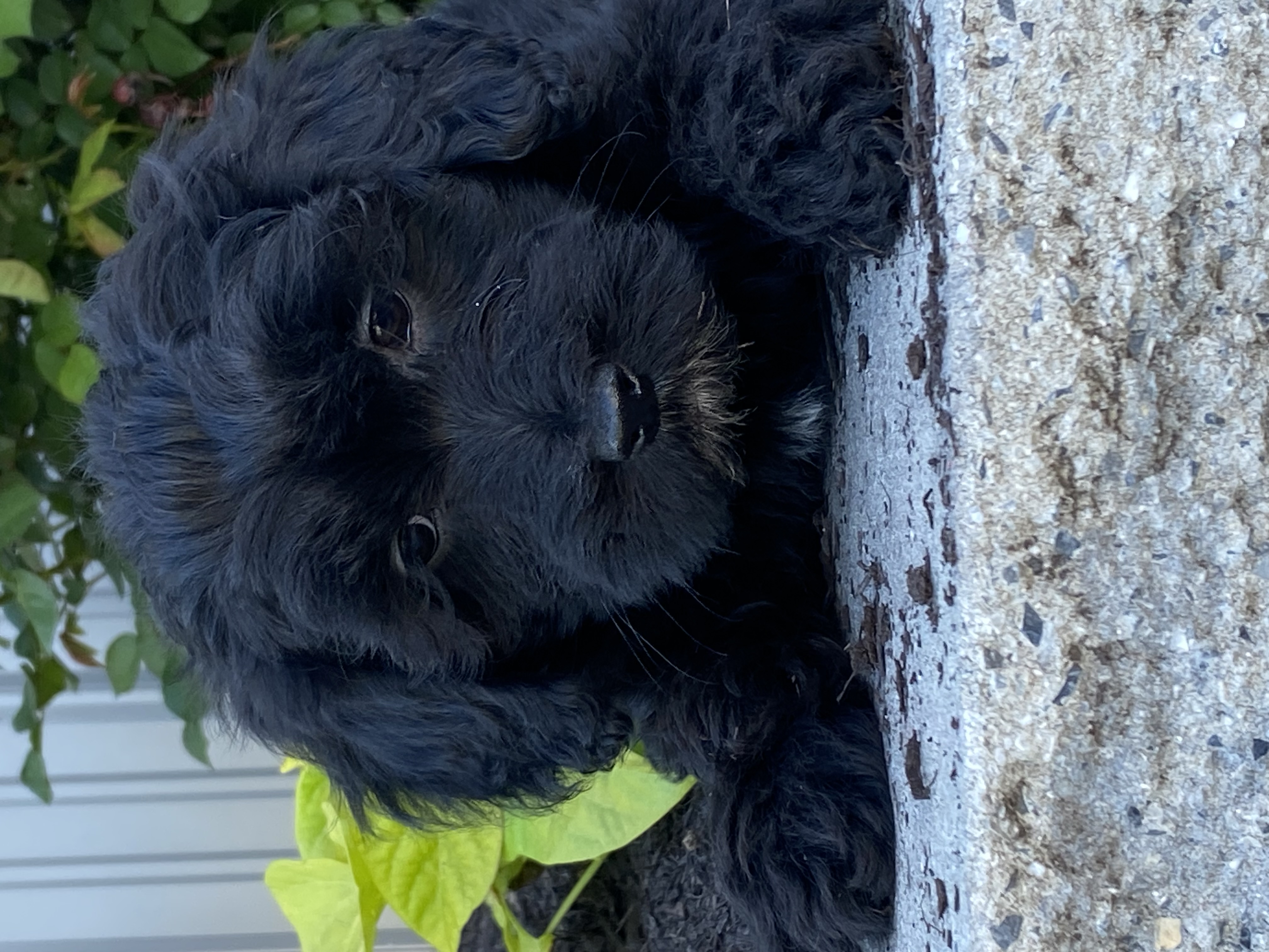 puppy, for, sale, LHASA APSO / POODLE, Curtis  Martin, dog, breeder, Seneca Falls, NY, dog-breeder, puppy-for-sale, forsale, nearby, find, puppyfind, locator, puppylocator, aca