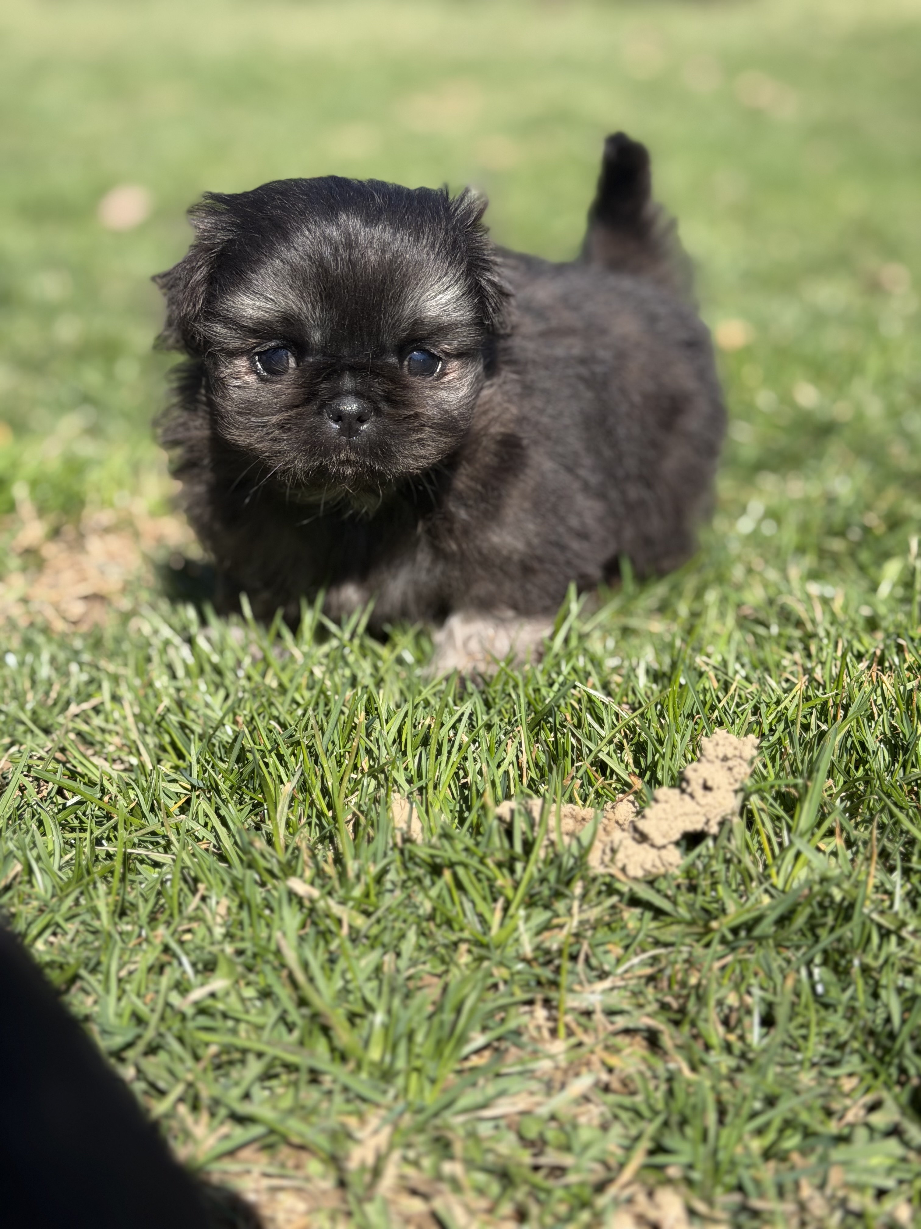 puppy, for, sale, Pekingese,   Palomino Pups, dog, breeder, East Sparta, OH, dog-breeder, puppy-for-sale, forsale, nearby, find, puppyfind, locator, puppylocator, aca