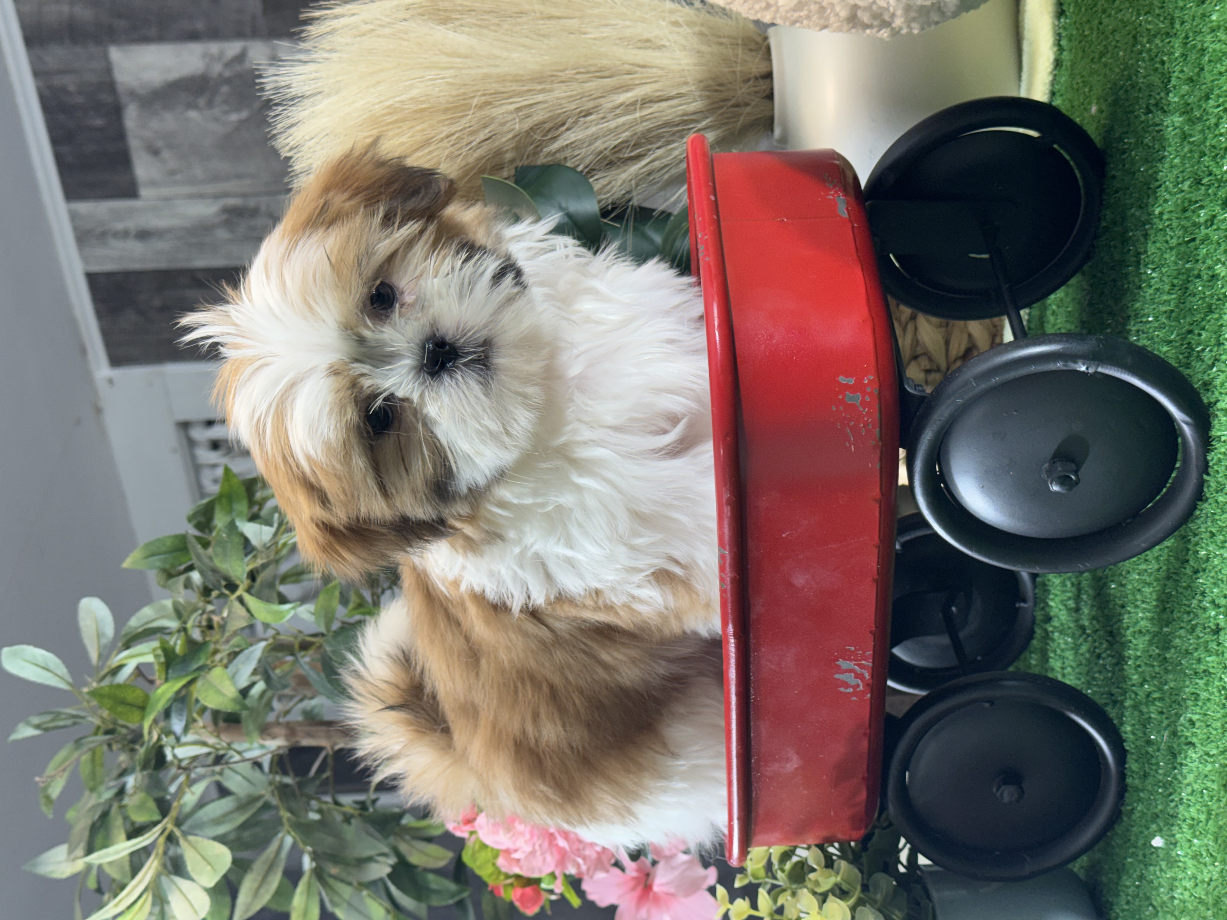 puppy, for, sale, Shih Tzu, Curtis  Martin, dog, breeder, Seneca Falls, NY, dog-breeder, puppy-for-sale, forsale, nearby, find, puppyfind, locator, puppylocator, aca